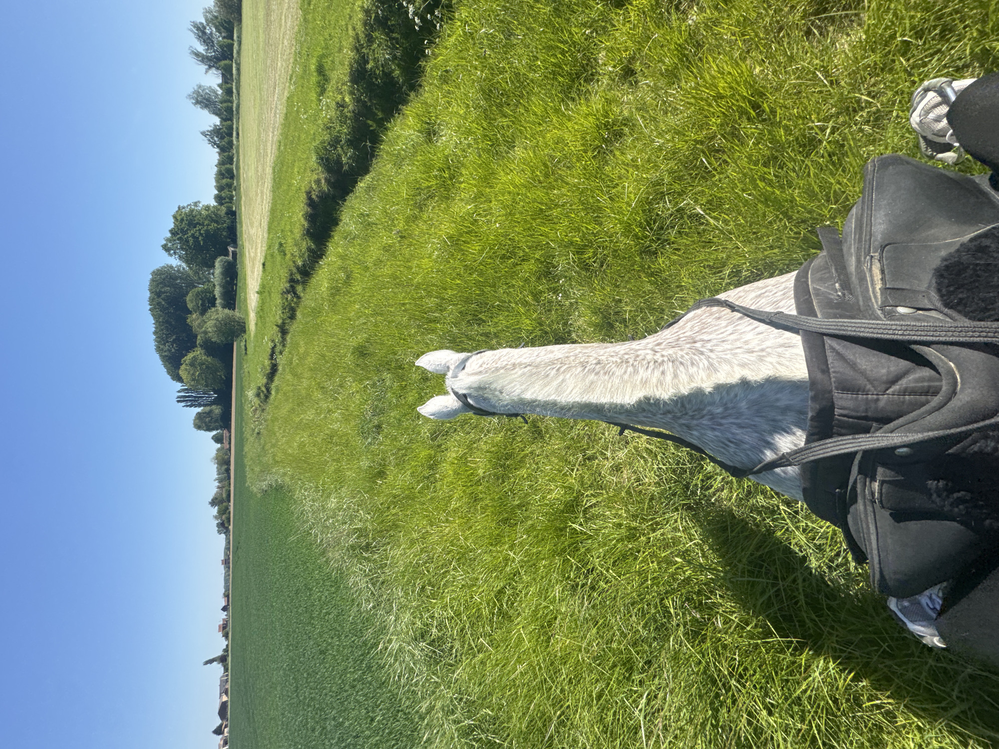 Morning horseback riding session documented in rural Belgium