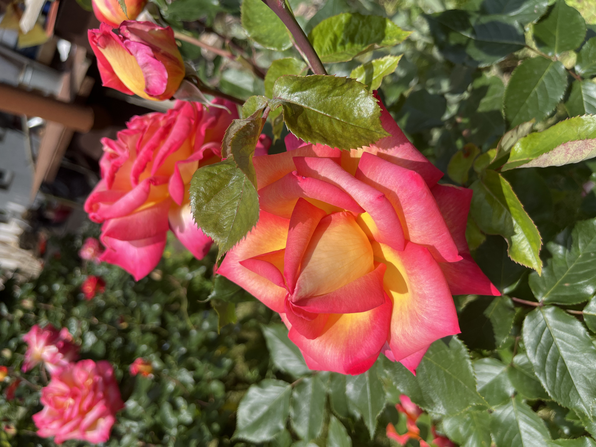 Garden roses bloom in vibrant multi-colored display