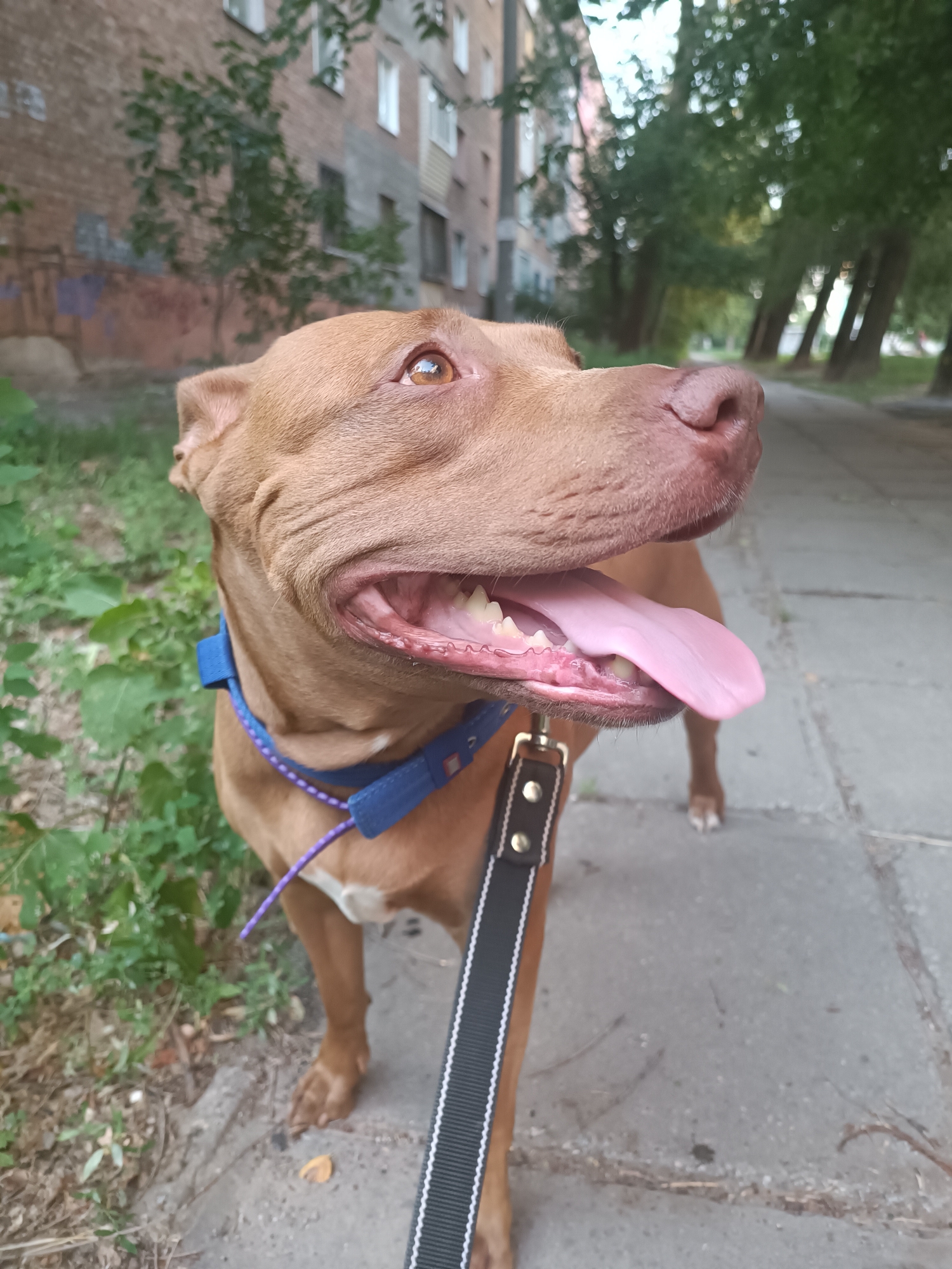 Pit bull on a leash walking through a Zaporizhzhia park