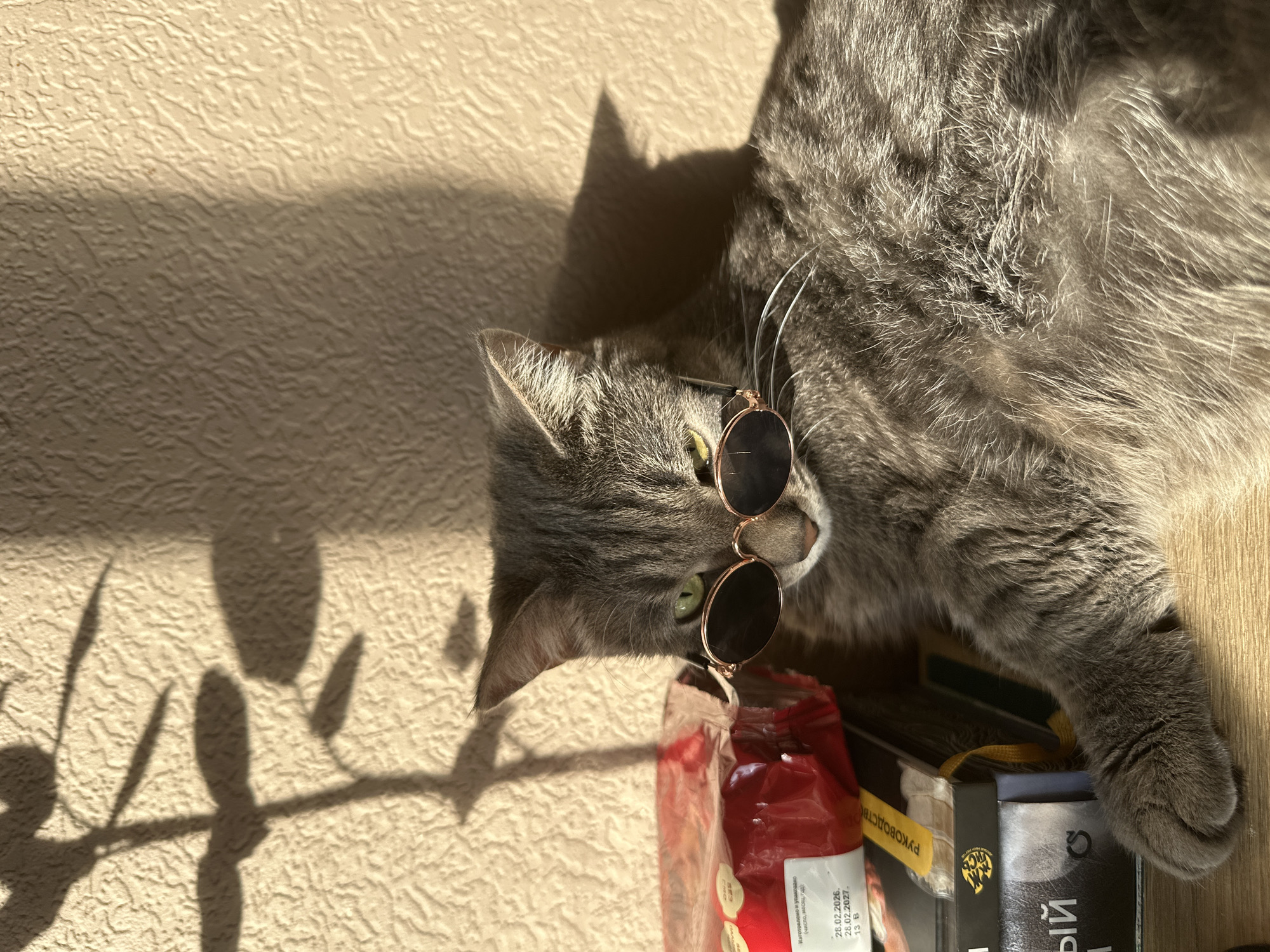 Cat in sunglasses poses with books in Krasnoyarsk