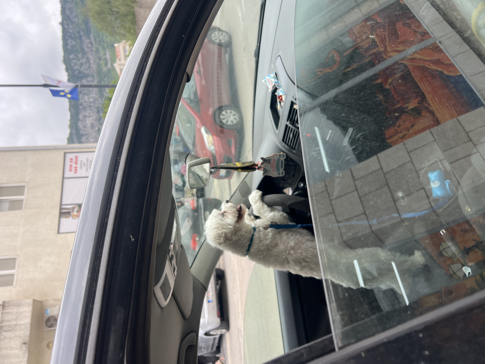 White dog sits in driver's seat in Budva car