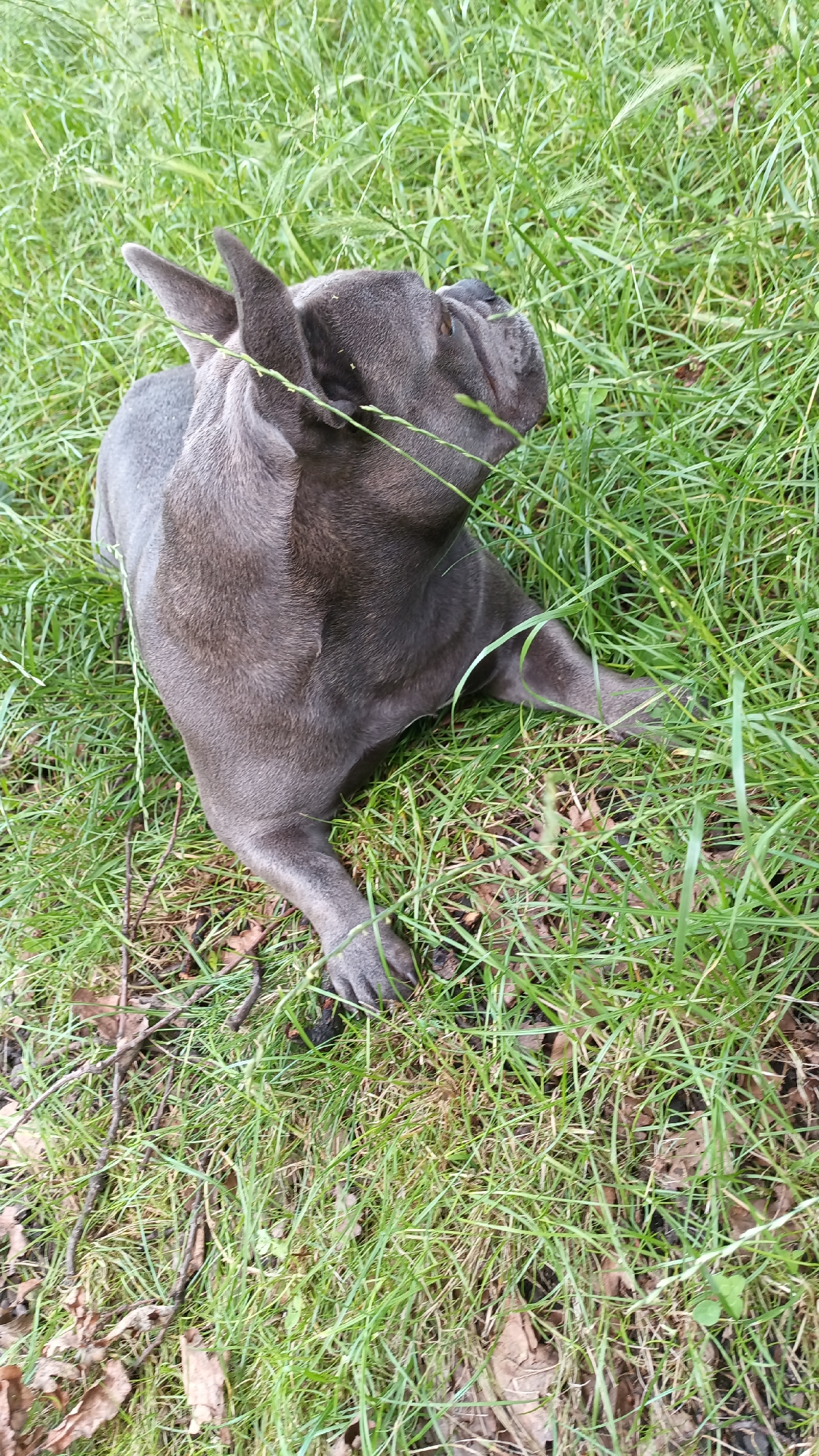 French Bulldog roaming grass in Krakow, with indoor waiting area glimpses