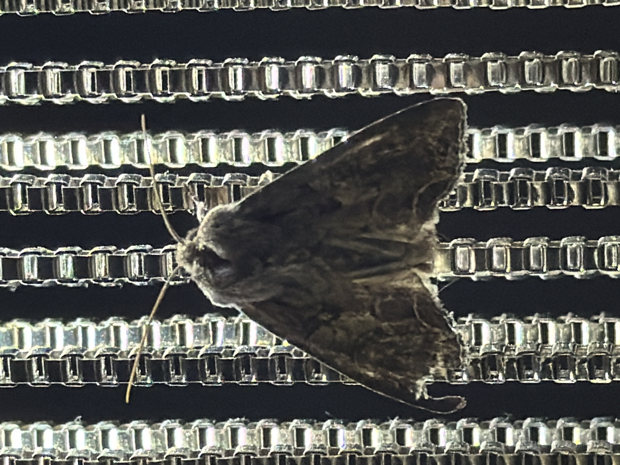Moth spotted on metal surfaces in Markovo, Russia