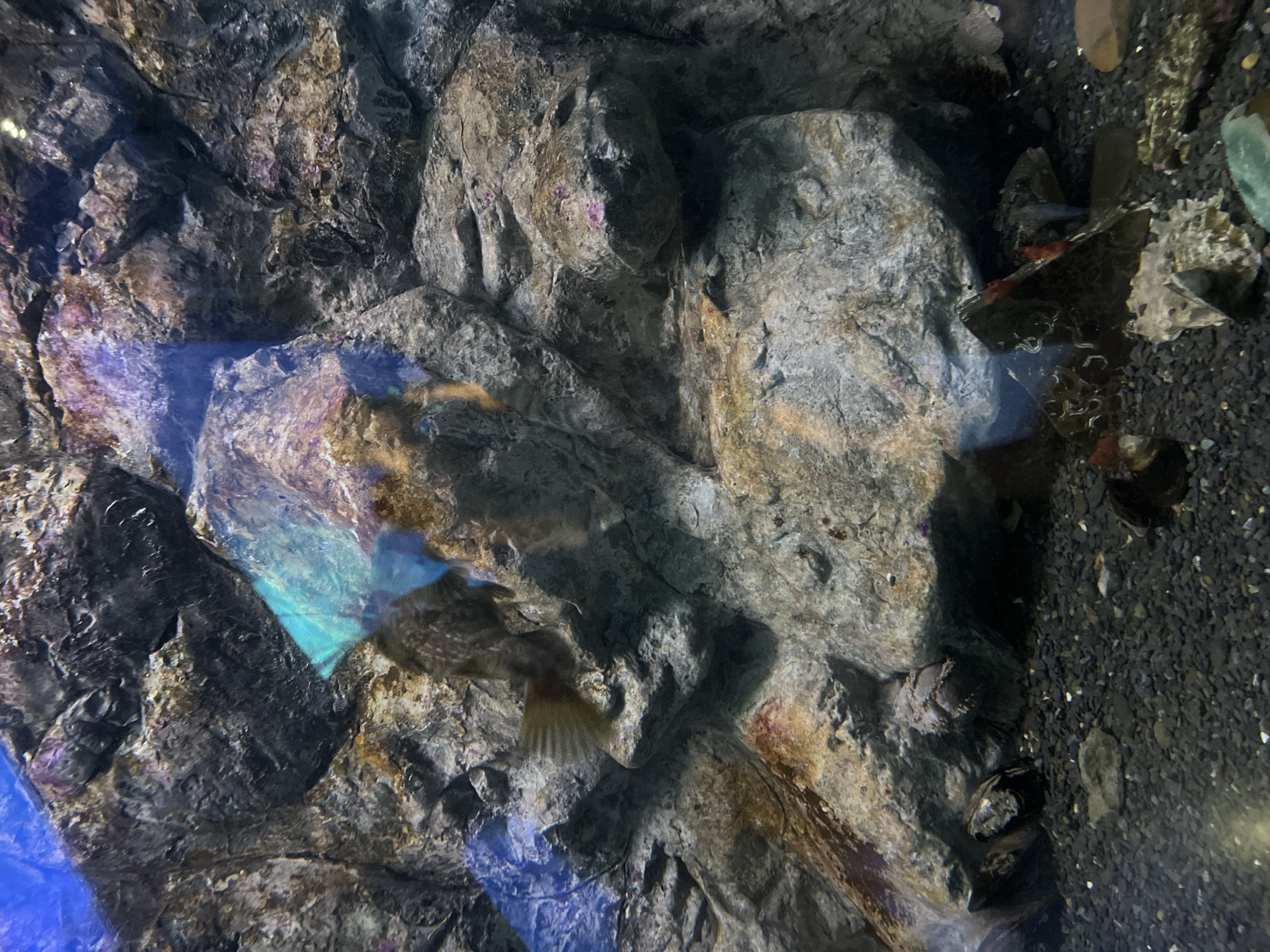 Inside the tanks at Primorsky Aquarium, Vladivostok