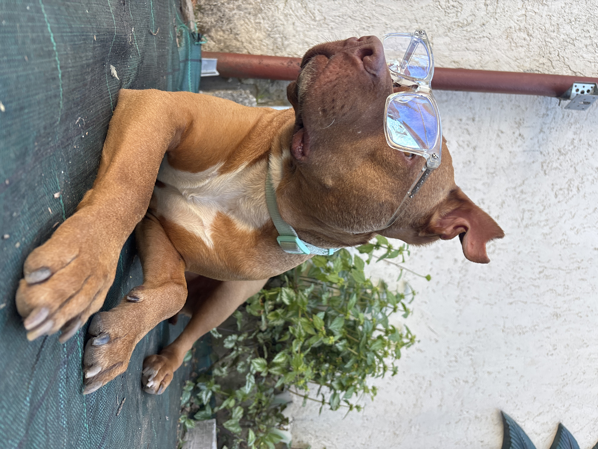 Glasses-wearing pitbull photographed in multiple poses in Bulgaria