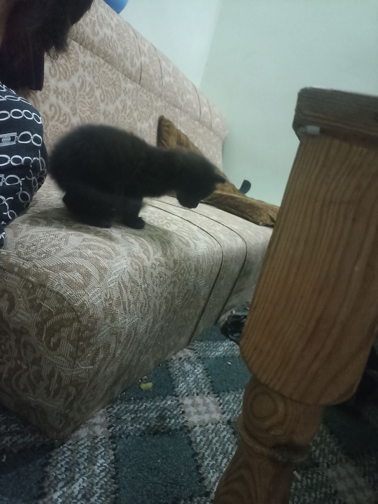 Kittens roaming around a cozy indoor space