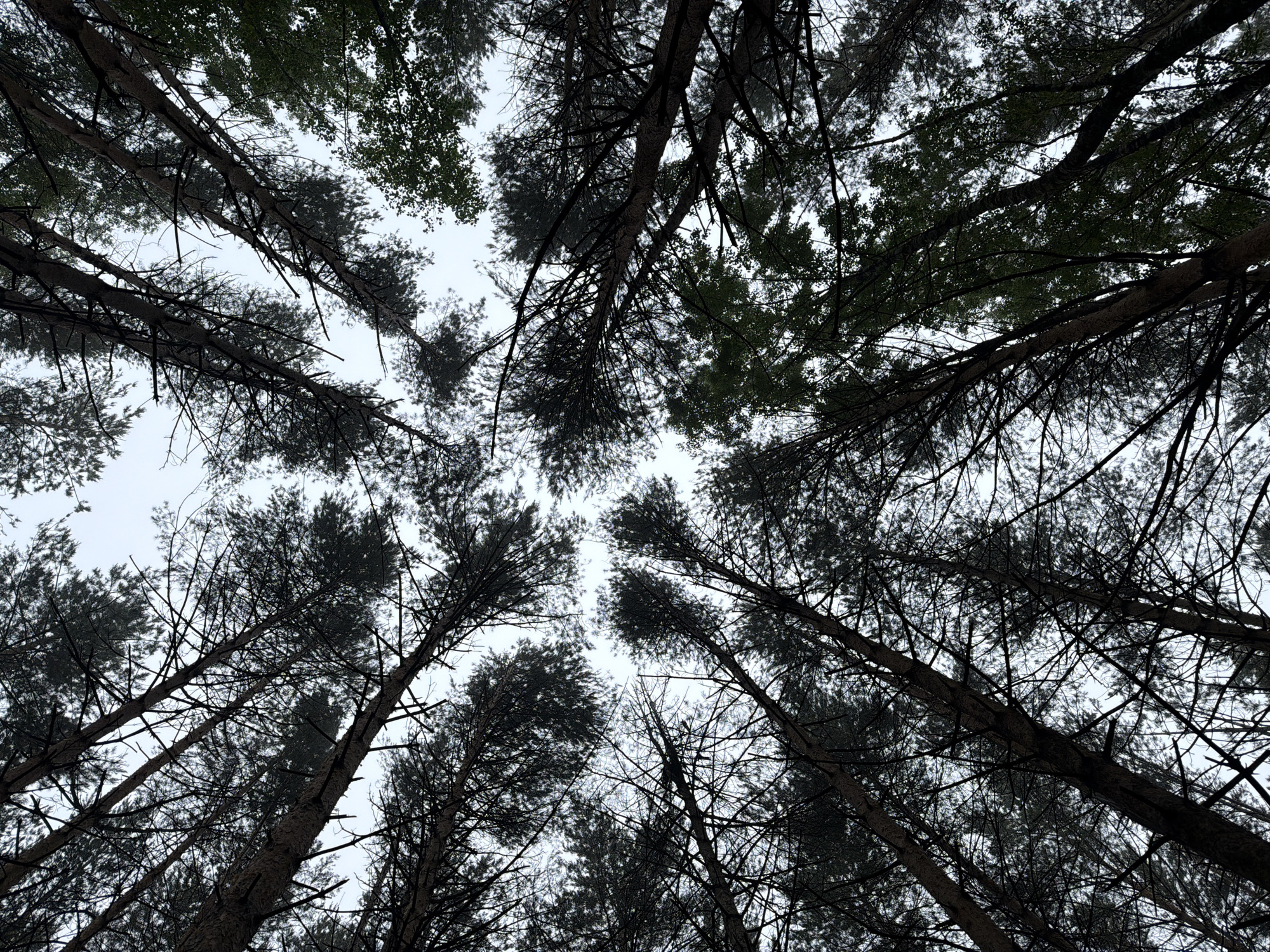 Foggy morning walk documented through Chaikovsky, Russia streets and forests
