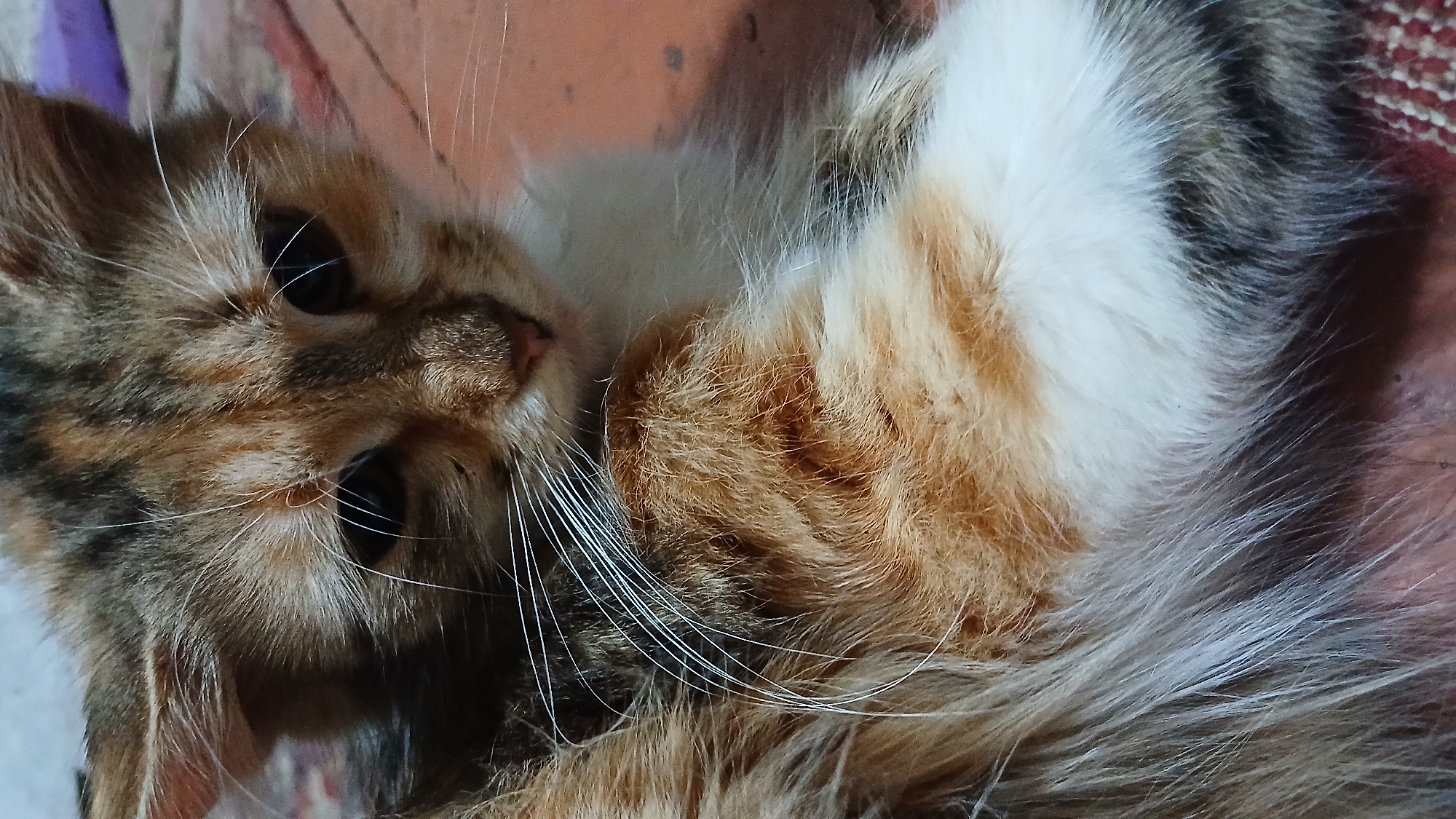 Sleepy calico kitten in close-up, whiskers on full display