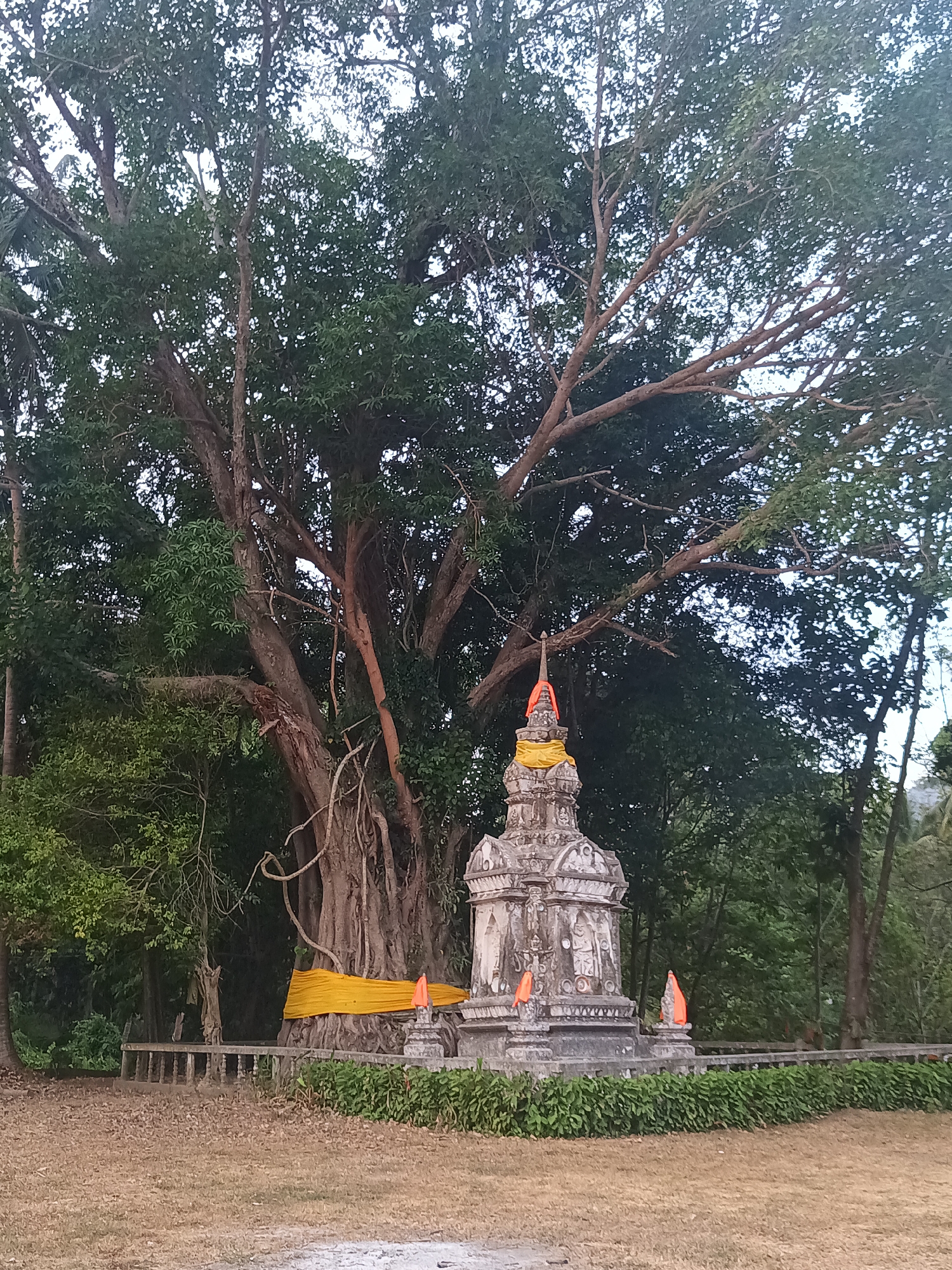 Sacred stupa and ancient tree photographed at Thai temple