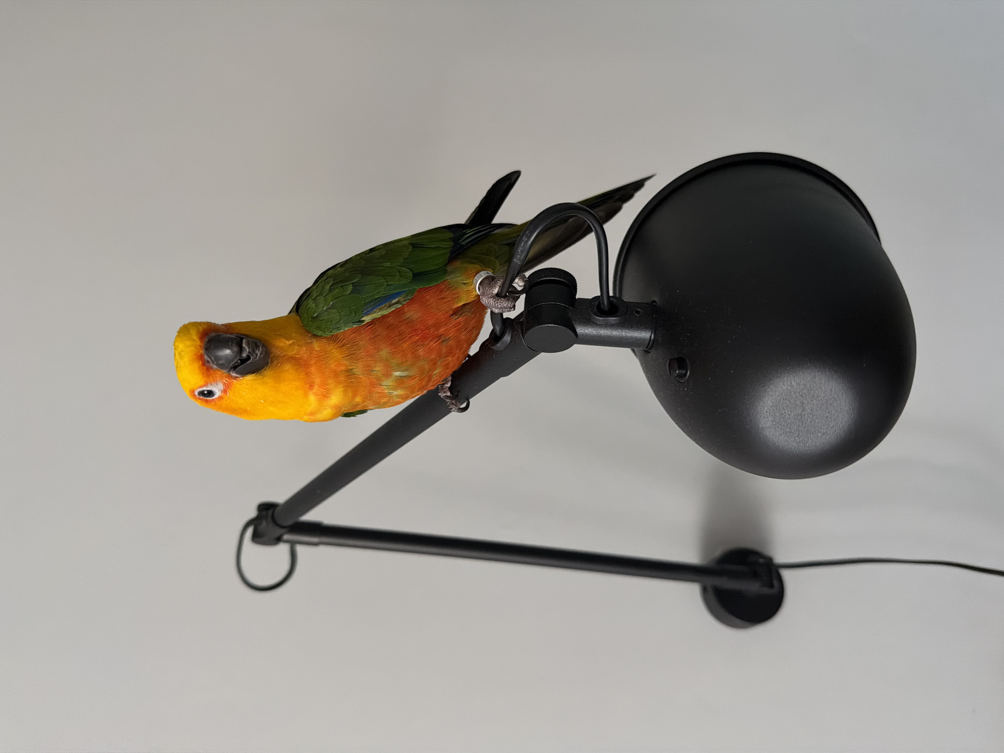 Sun conure parrot perches on lamp and head in Khimki