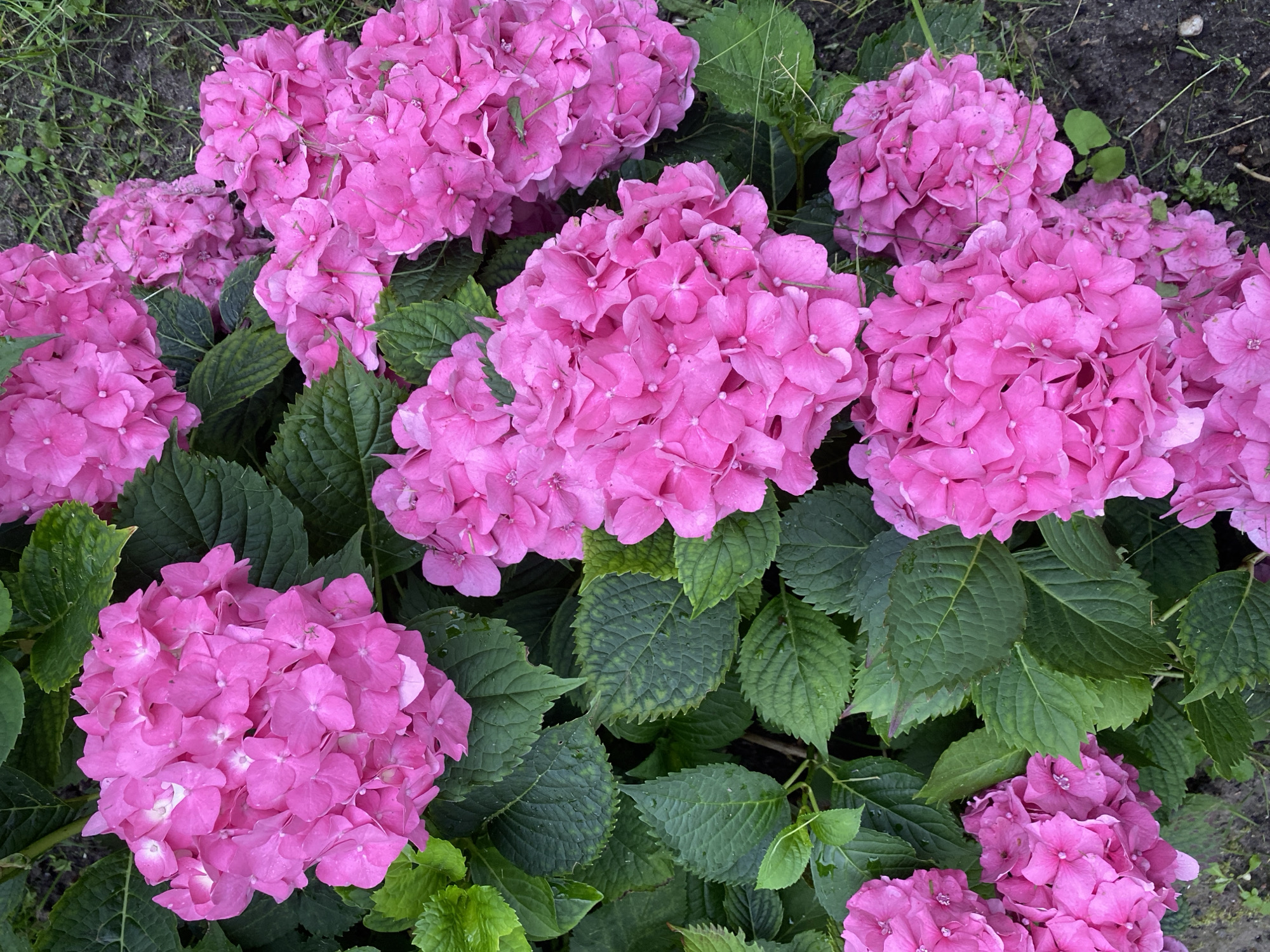 Pink hydrangeas and white lilies blooming in a Kaliningrad garden