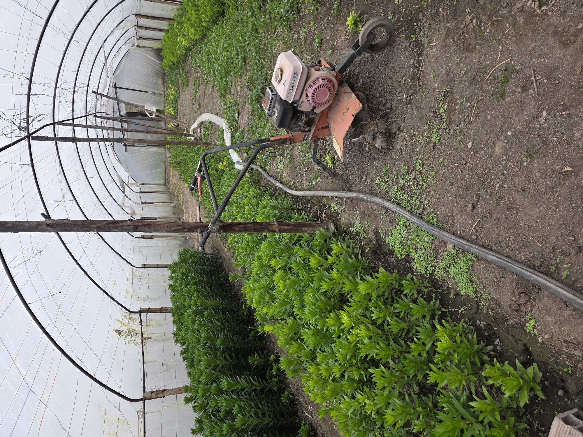 Spring farming operations underway at Bulgarian greenhouse facility