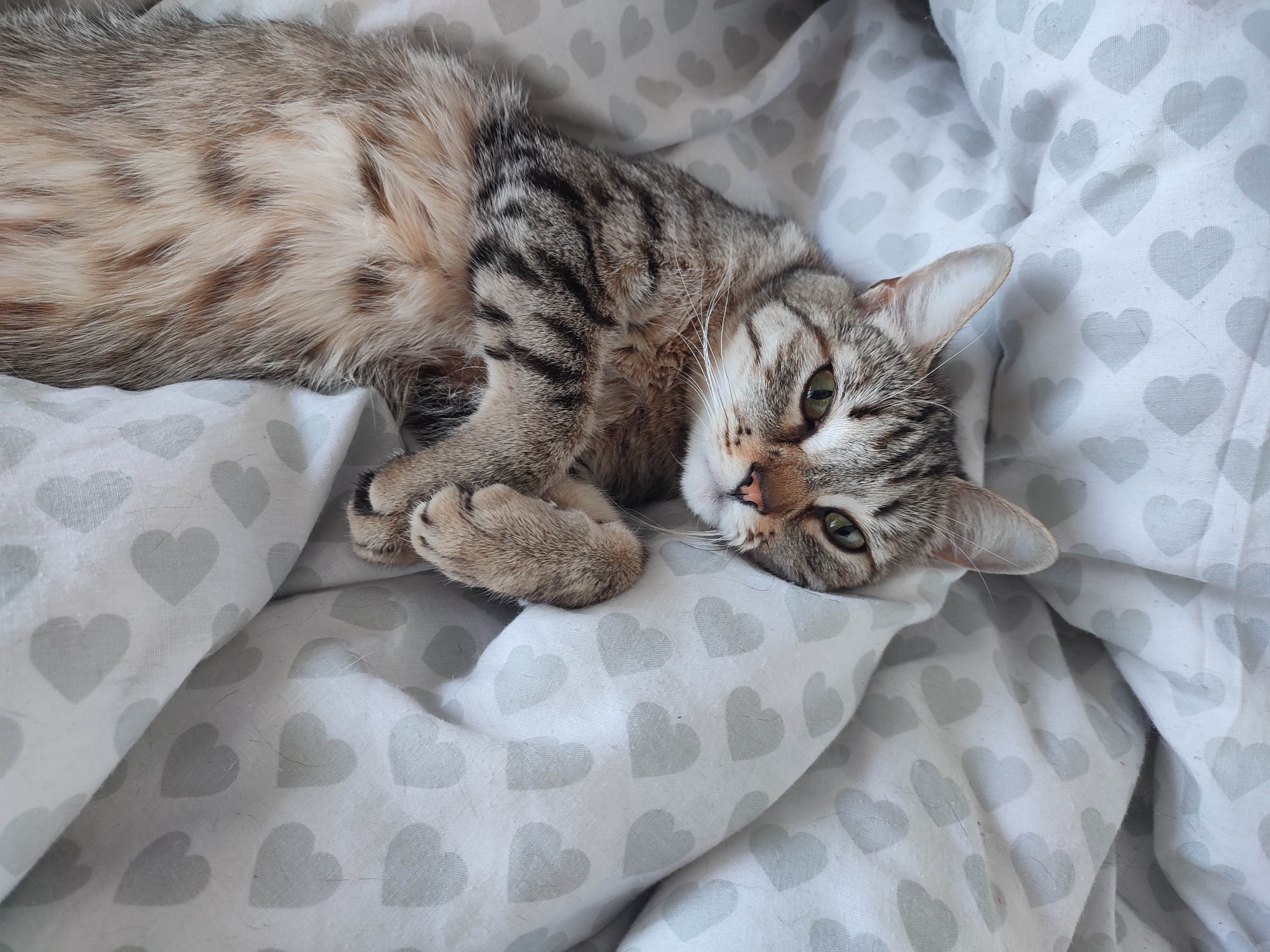 Tabby cat rests on heart-patterned bedding in residential area