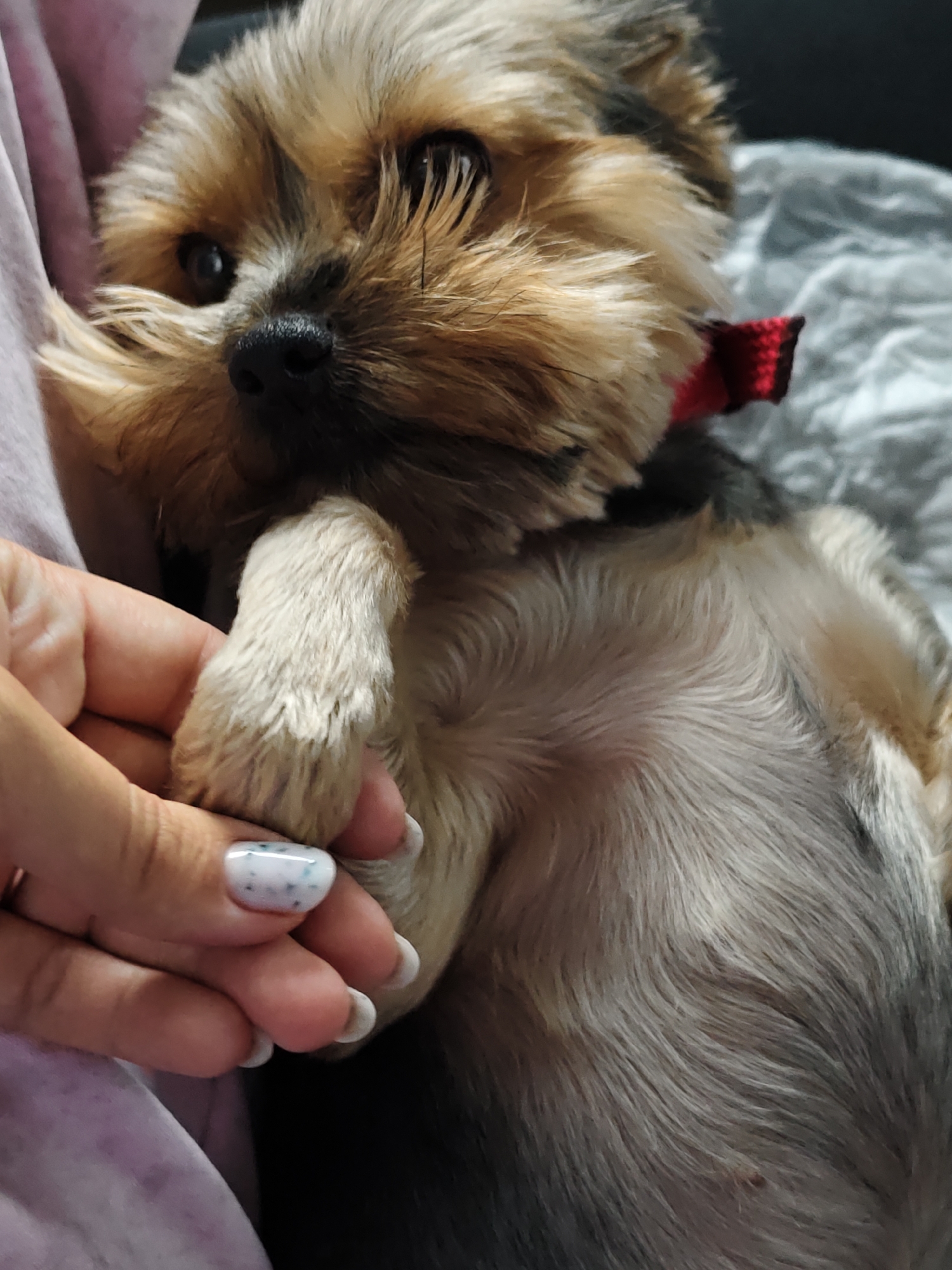 Yorkshire Terrier spotted with human in Chaikovsky home