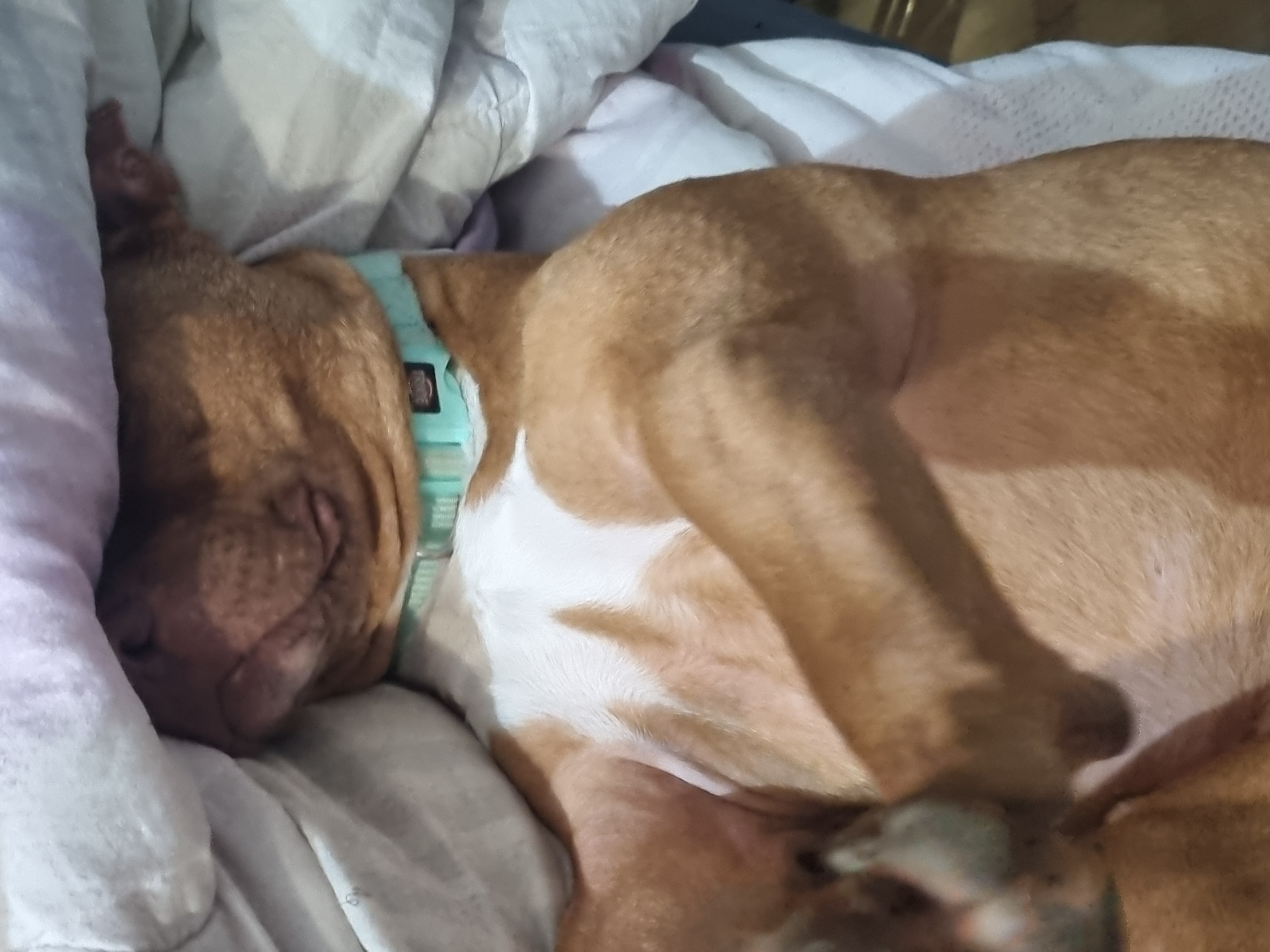 Dog observed resting in multiple positions over evening hours