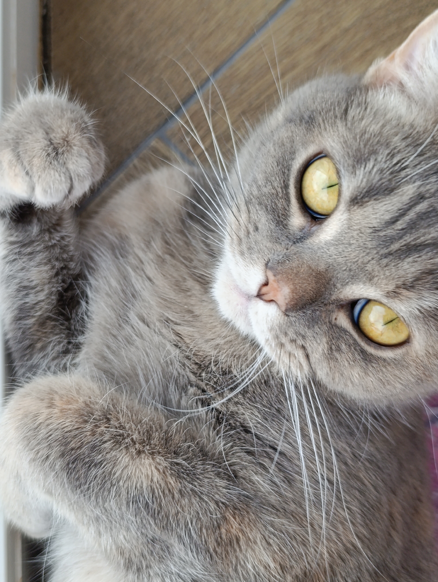 Woman documents quiet morning with pets at home