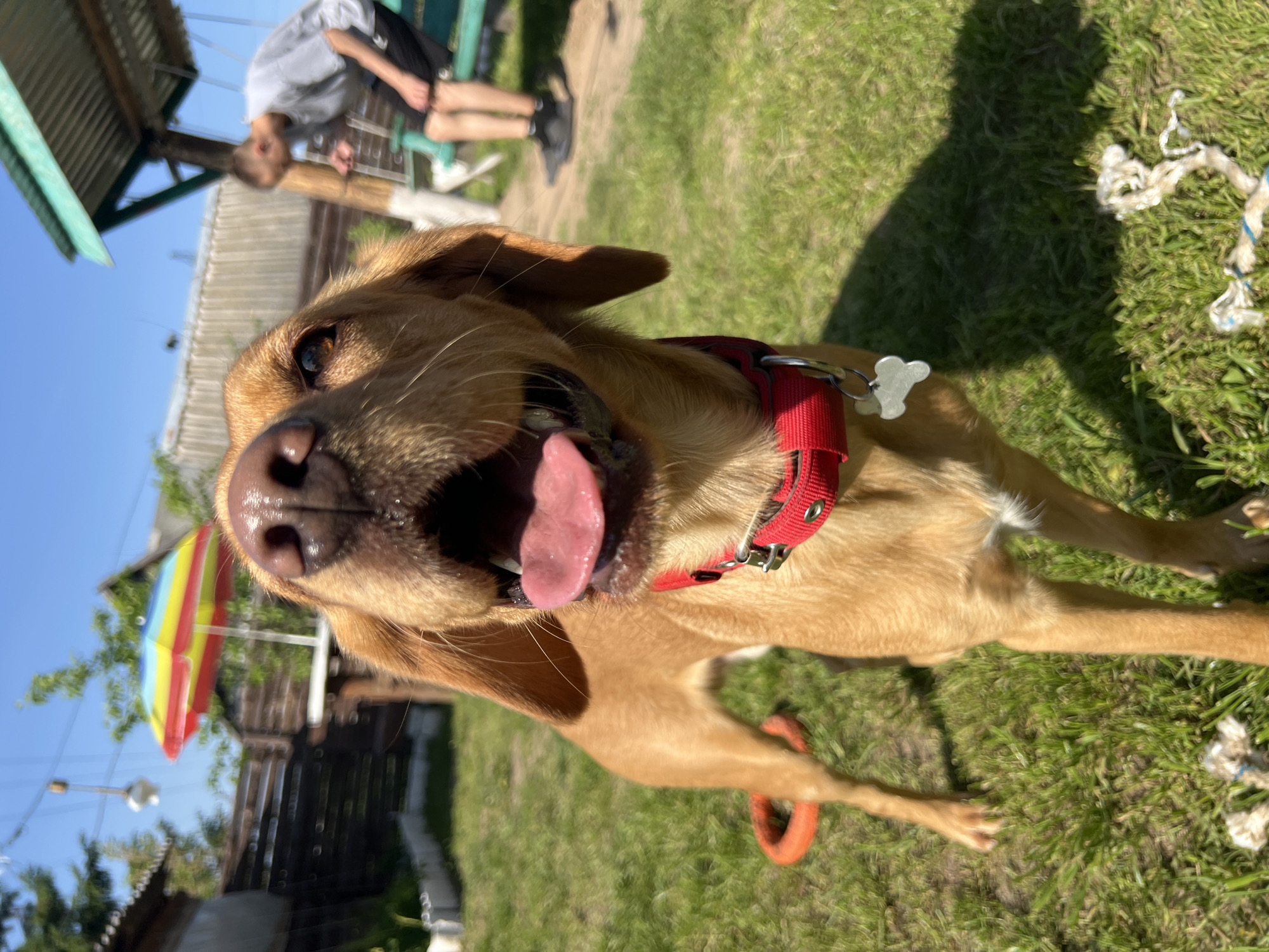 Yellow Lab with red collar spotted on Chaikovsky lawn