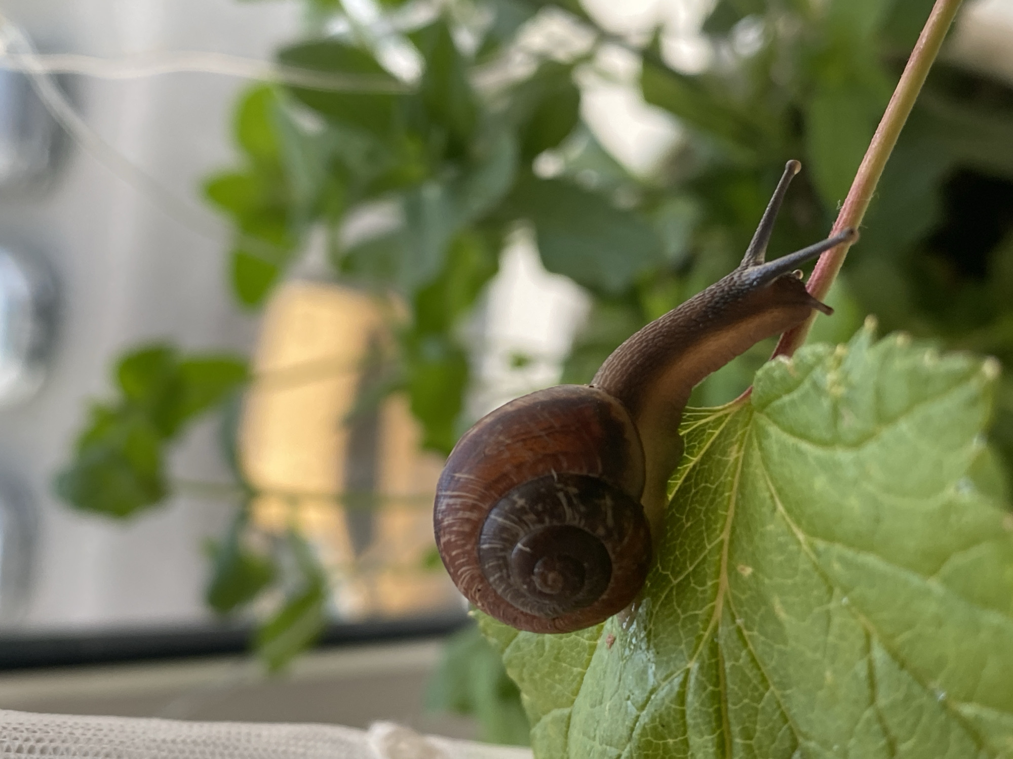Snails, stormy skies, and small wonders in Peterhof