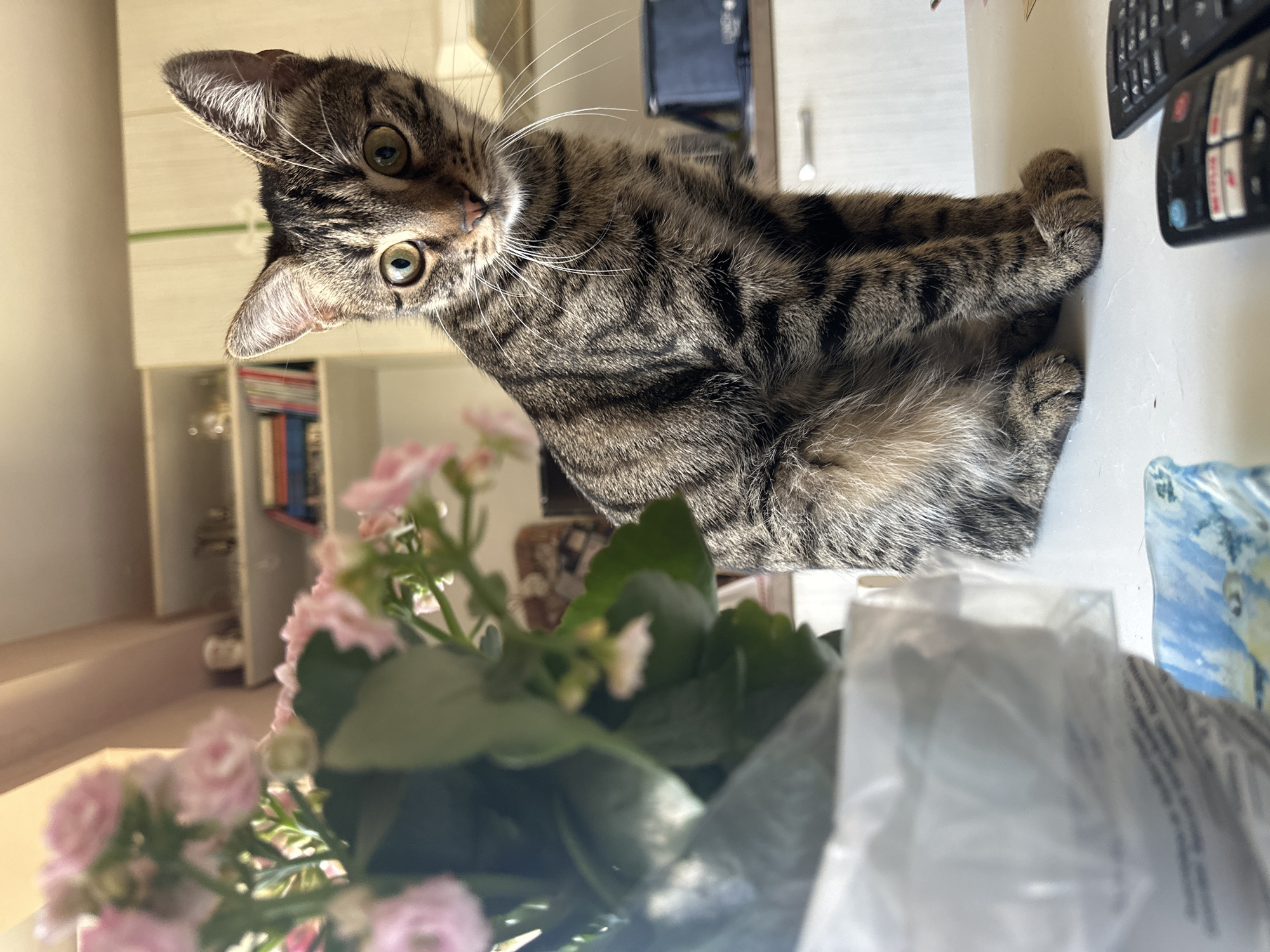 Morning domestic moments with cats captured in Sofia