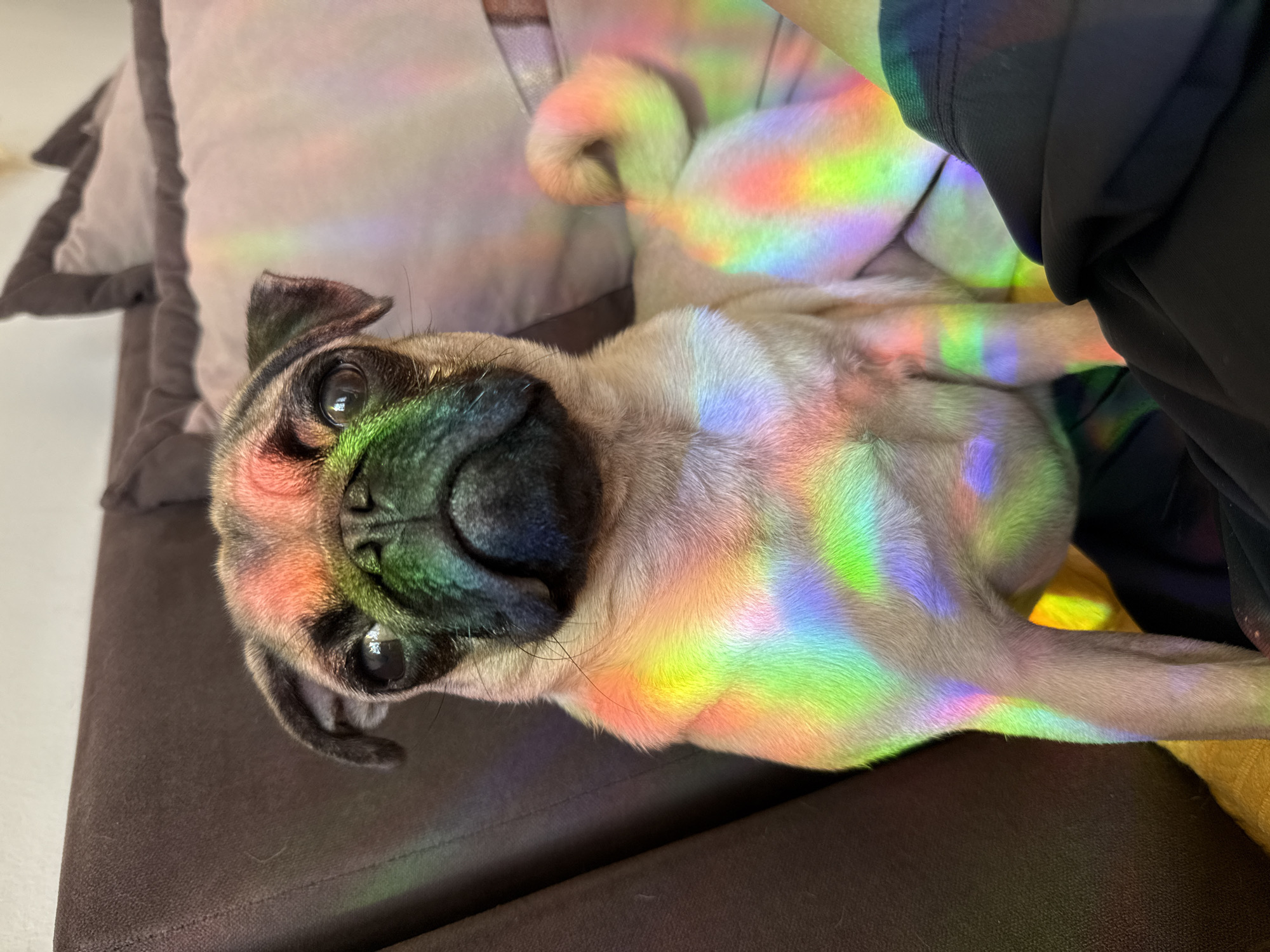 Lunch, city streets, outfit tries, and a pug at home