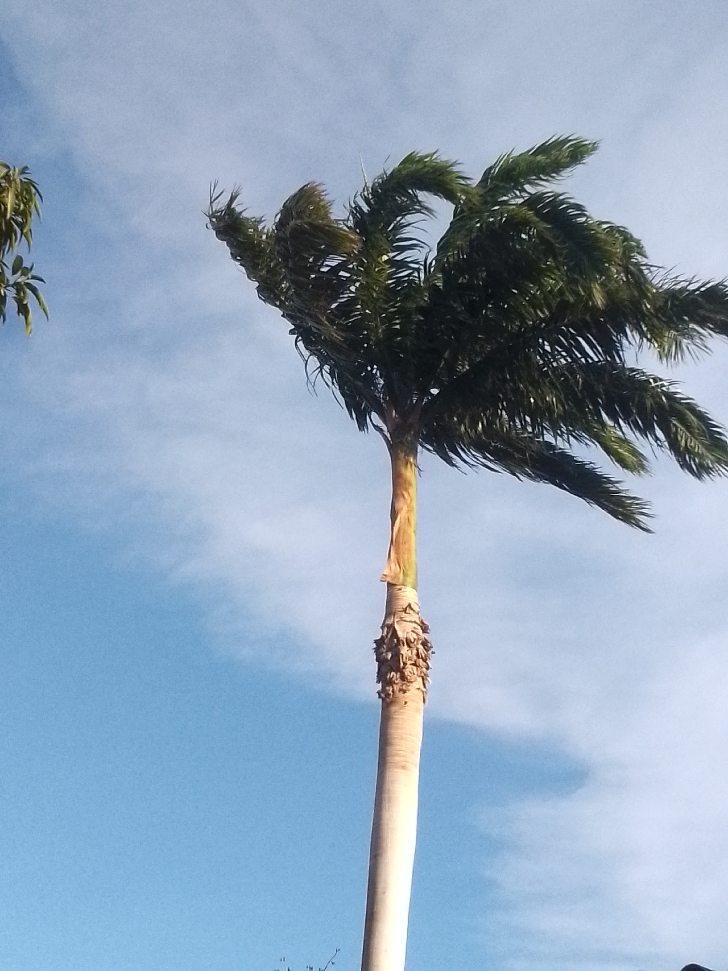 Witness documents tropical tree canopies in Juan Griego, Venezuela