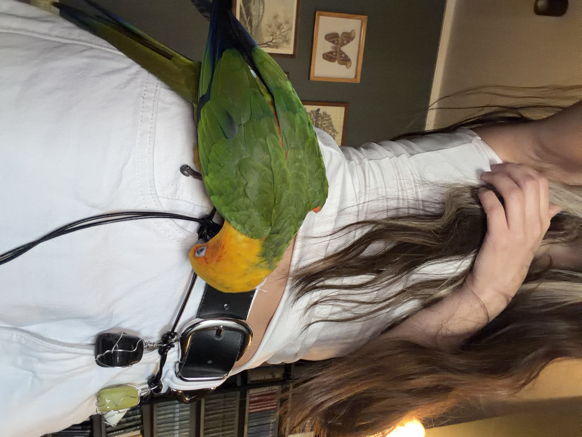 Green and yellow parrot loose in the house