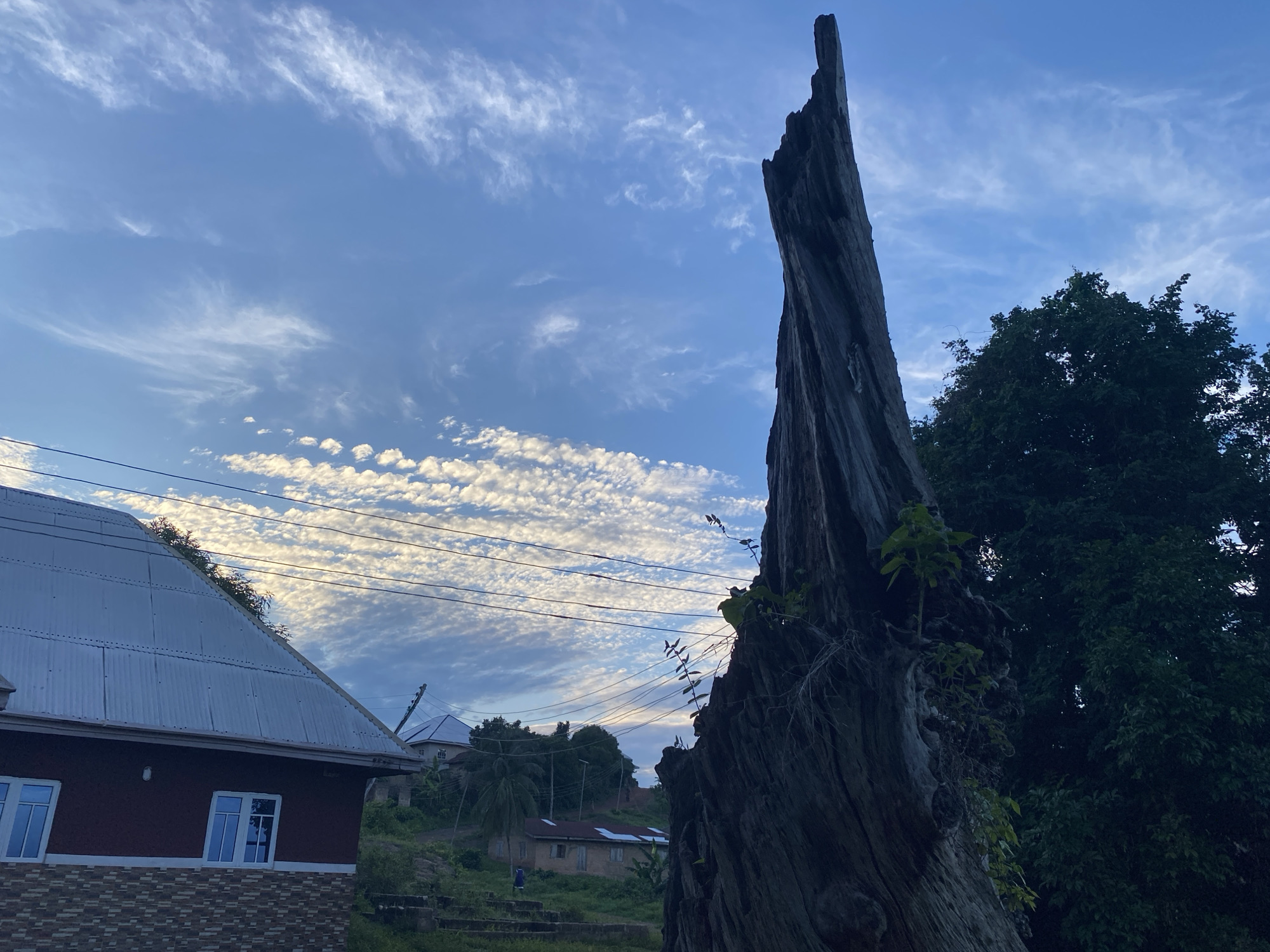 Dead tree with new growth documented in Unwana, Nigeria