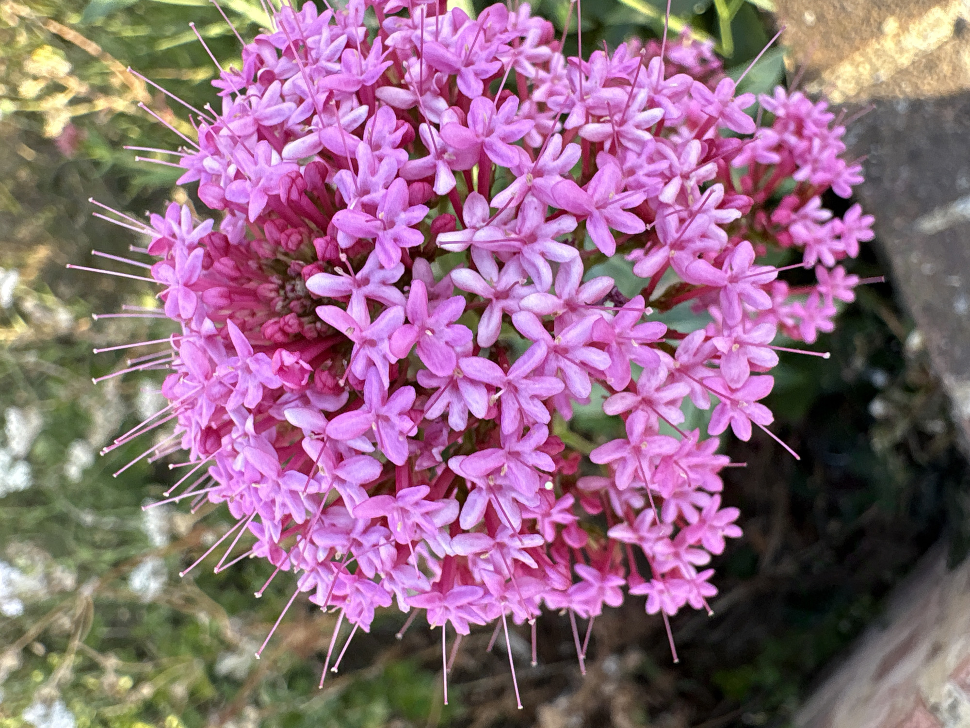 Summer garden flowers along a Chelmsford street