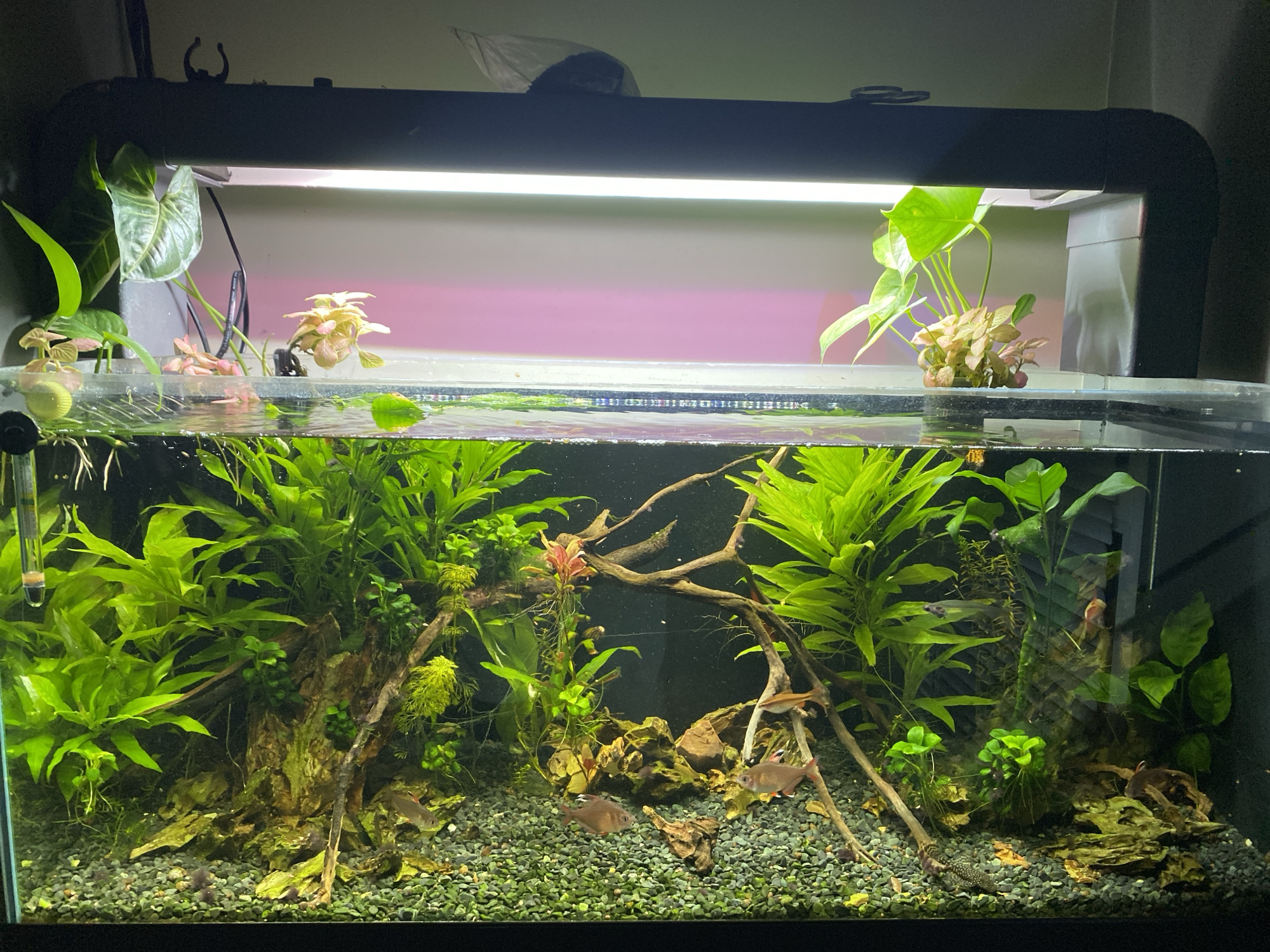 Established freshwater aquarium observed in Veliko Tarnovo, Bulgaria
