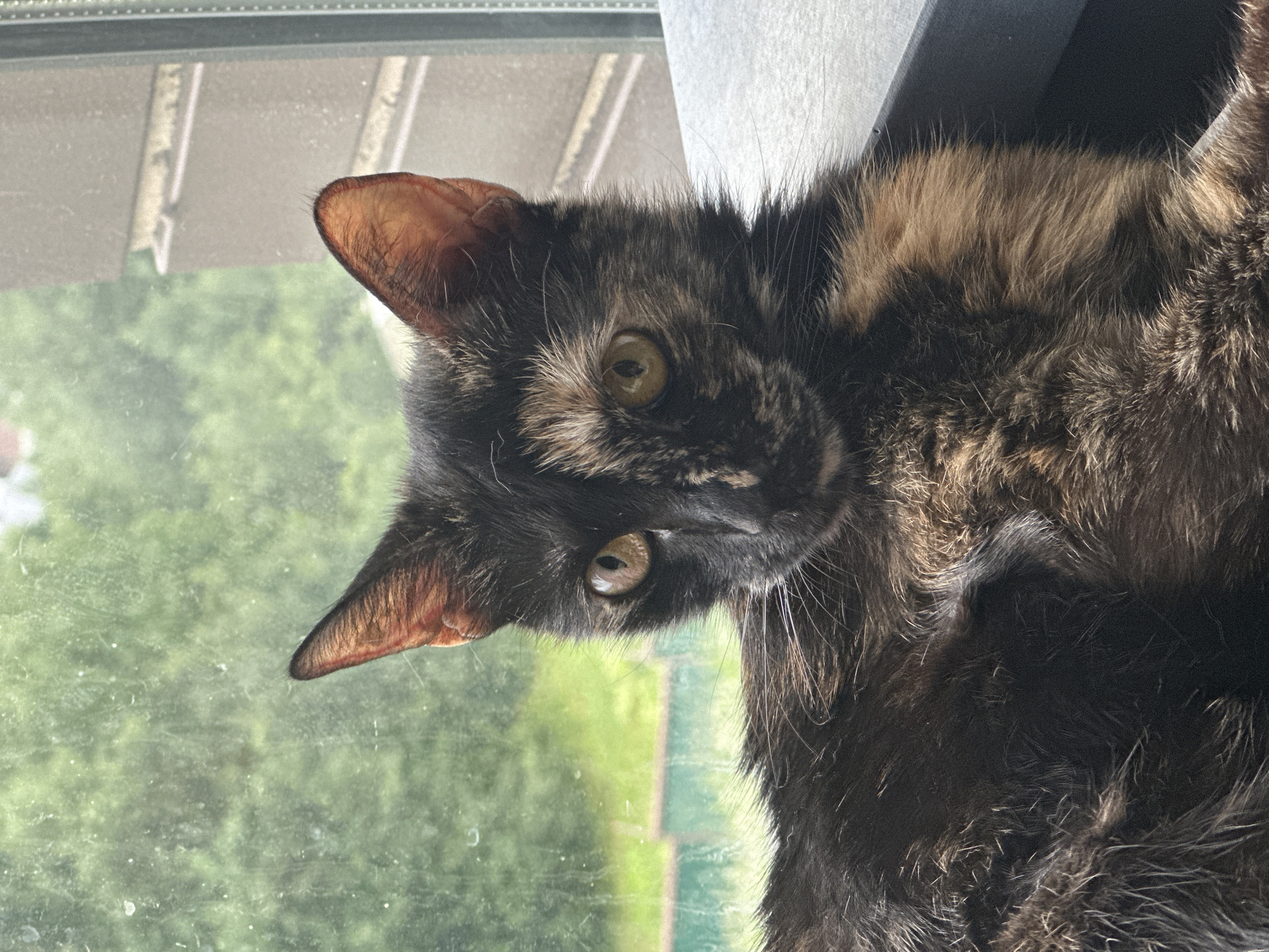 Cats at home in Virki, Russia