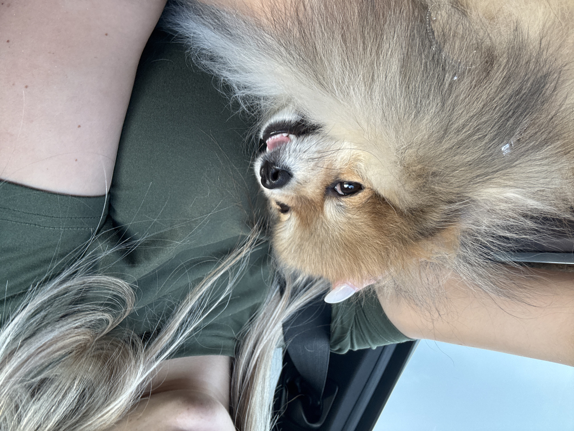 Fluffy Pomeranian up close in Pomorie, Bulgaria