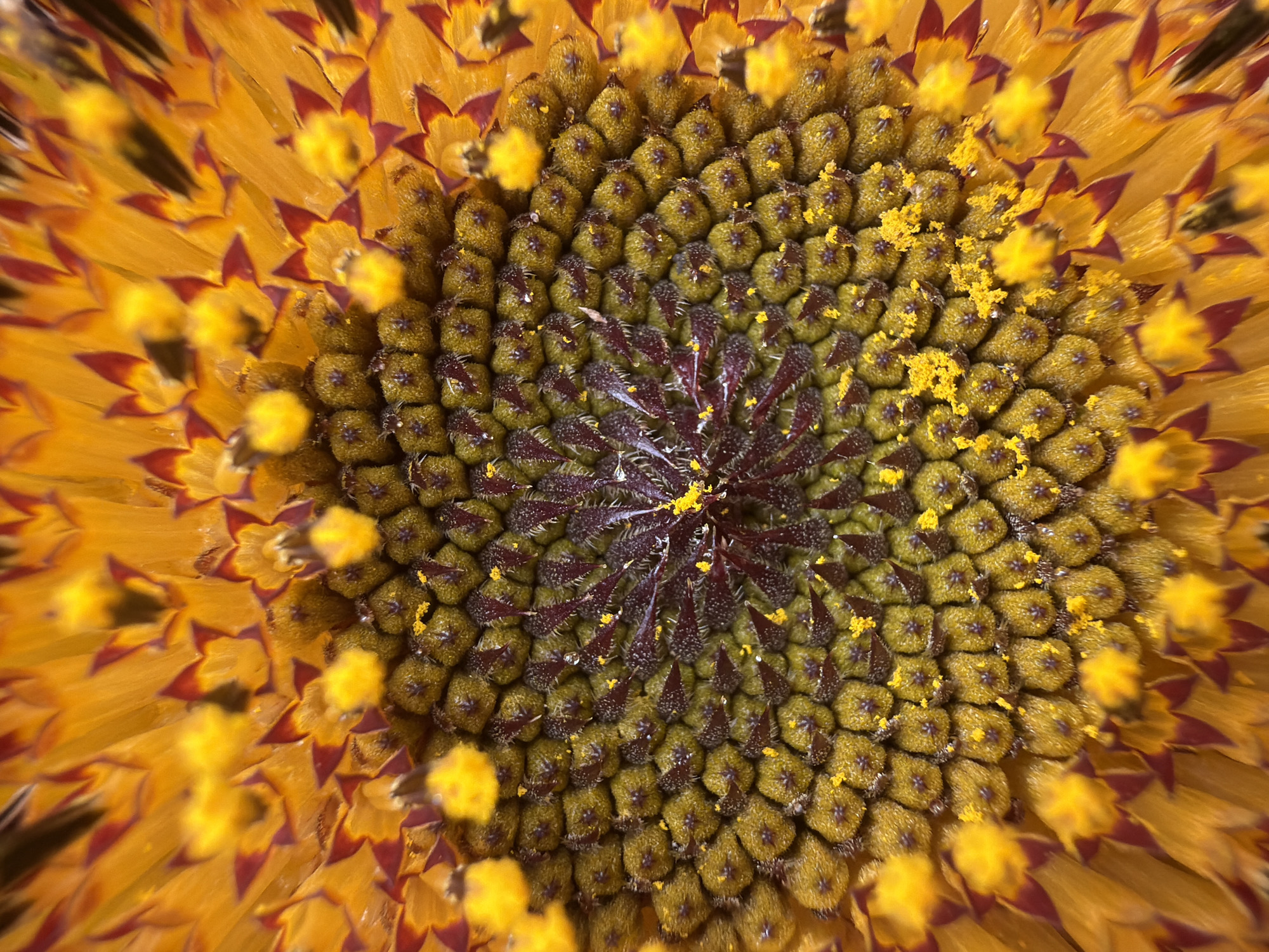 Summer garden in Gulyantsi: sunflowers, fruit, and fresh harvest