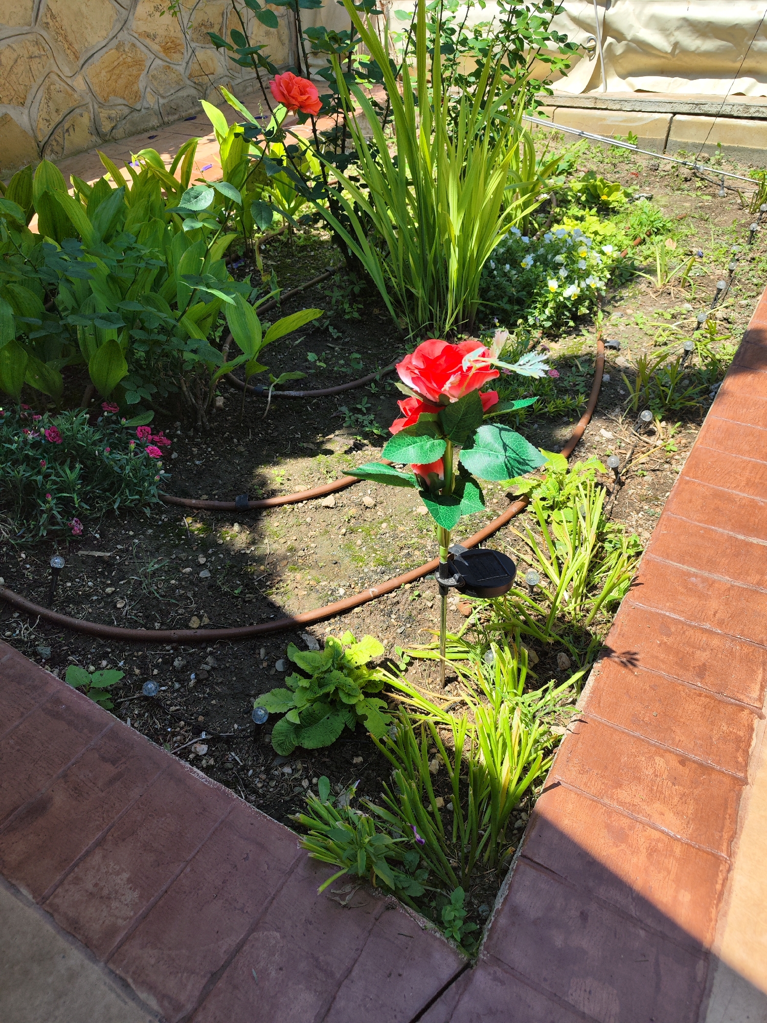 Sunlit residential garden and property documented in Brestnik, Bulgaria