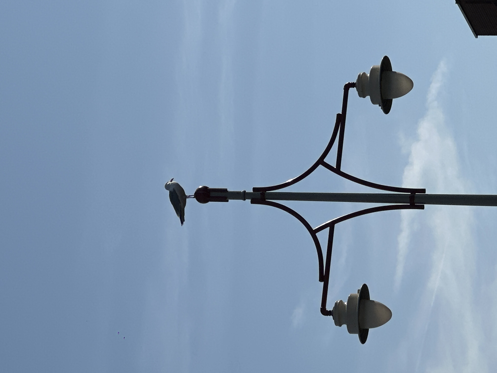 Dining, street life, and a seagull in The Hague