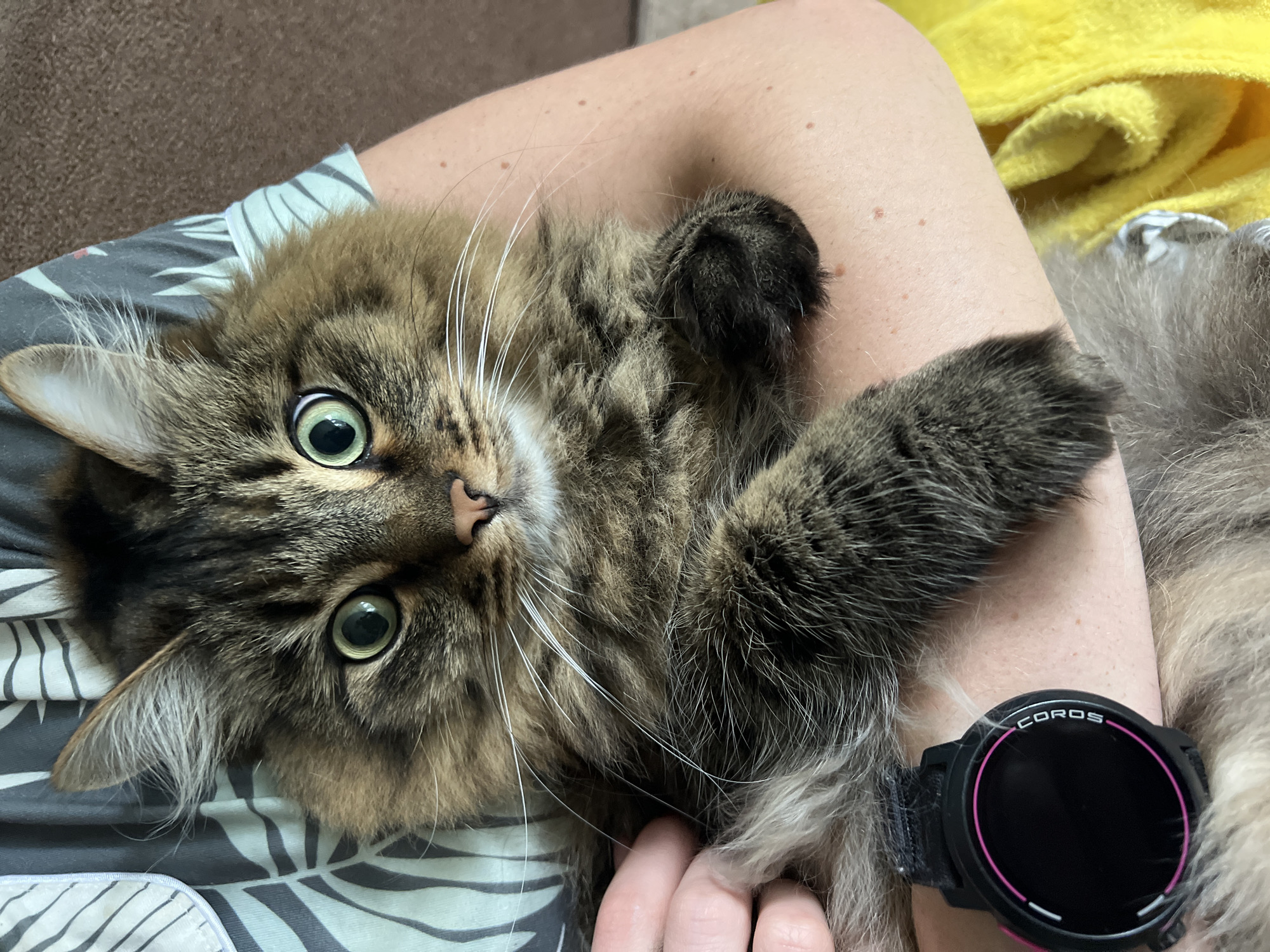 Cats, dessert, and sauna vibes on a quiet Chaikovsky morning