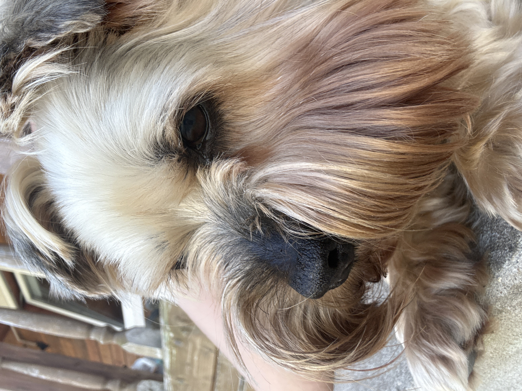 Lazy morning with a small dog in Dmitrov