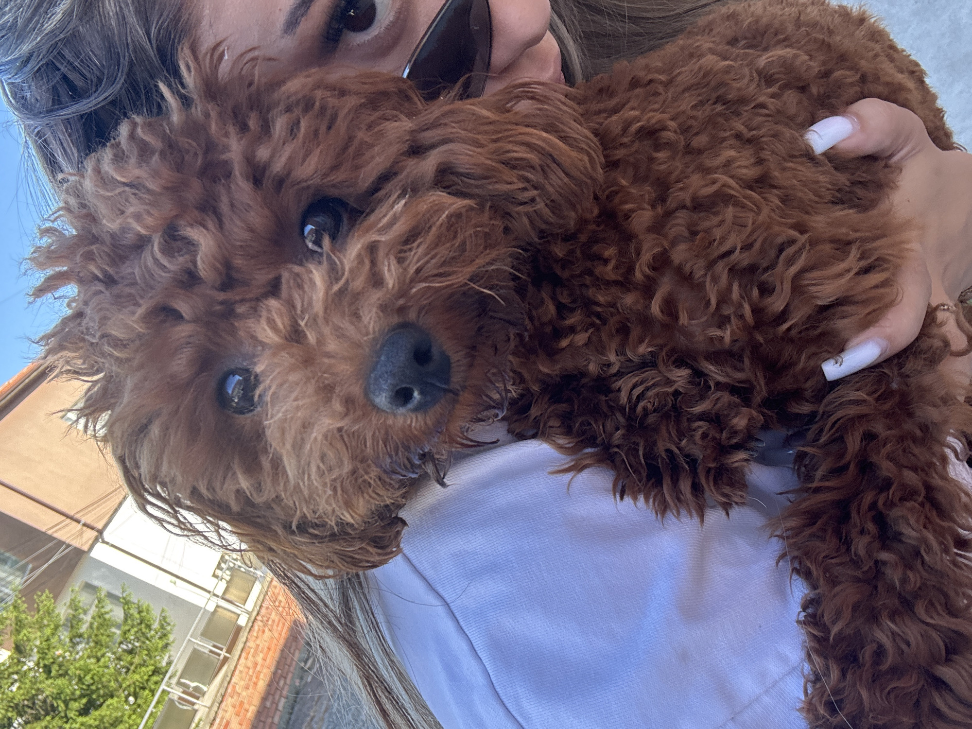 Woman holds brown poodle in Bulgarian village