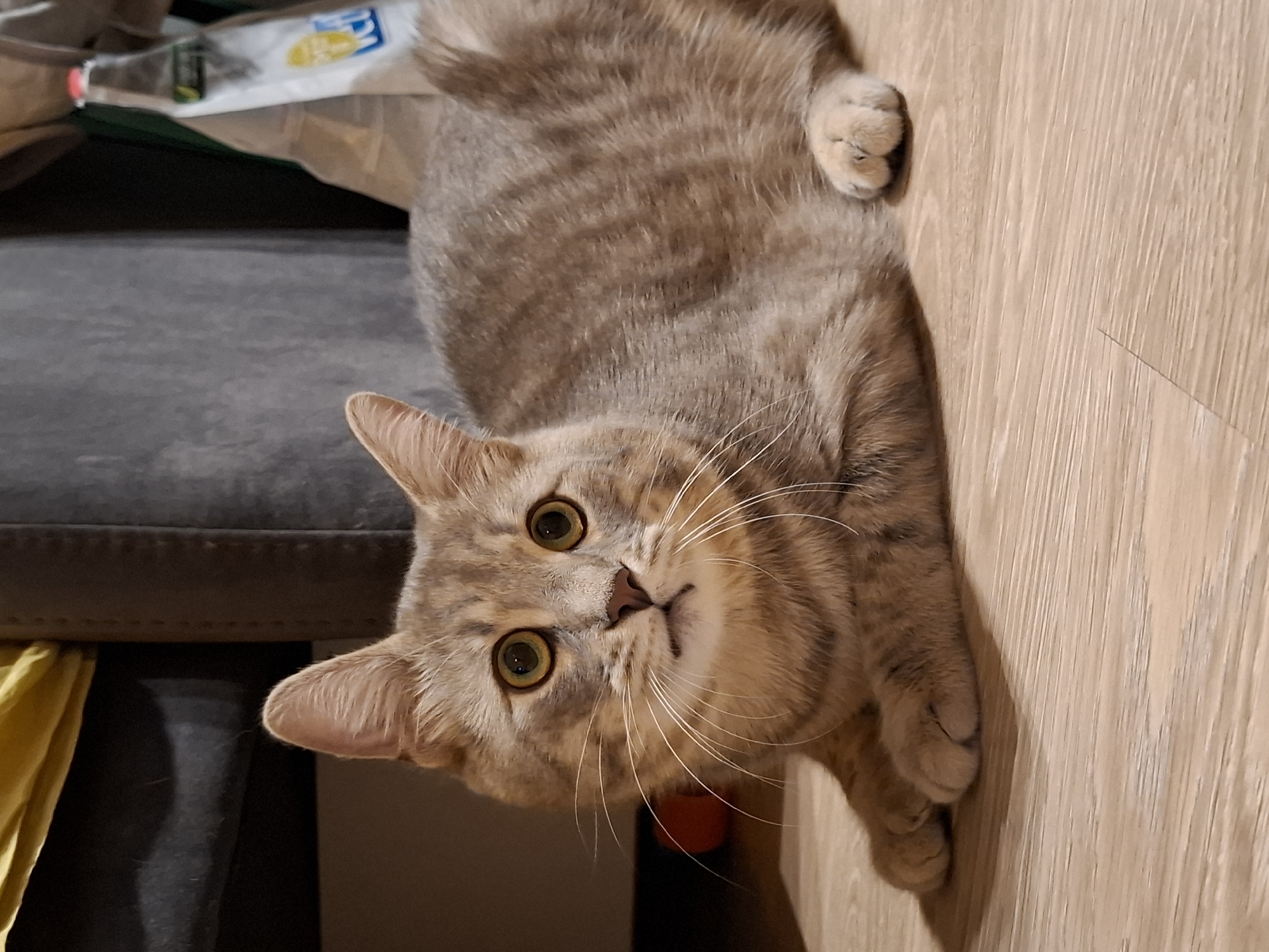 Tabby cat at home in Zemun, every angle covered