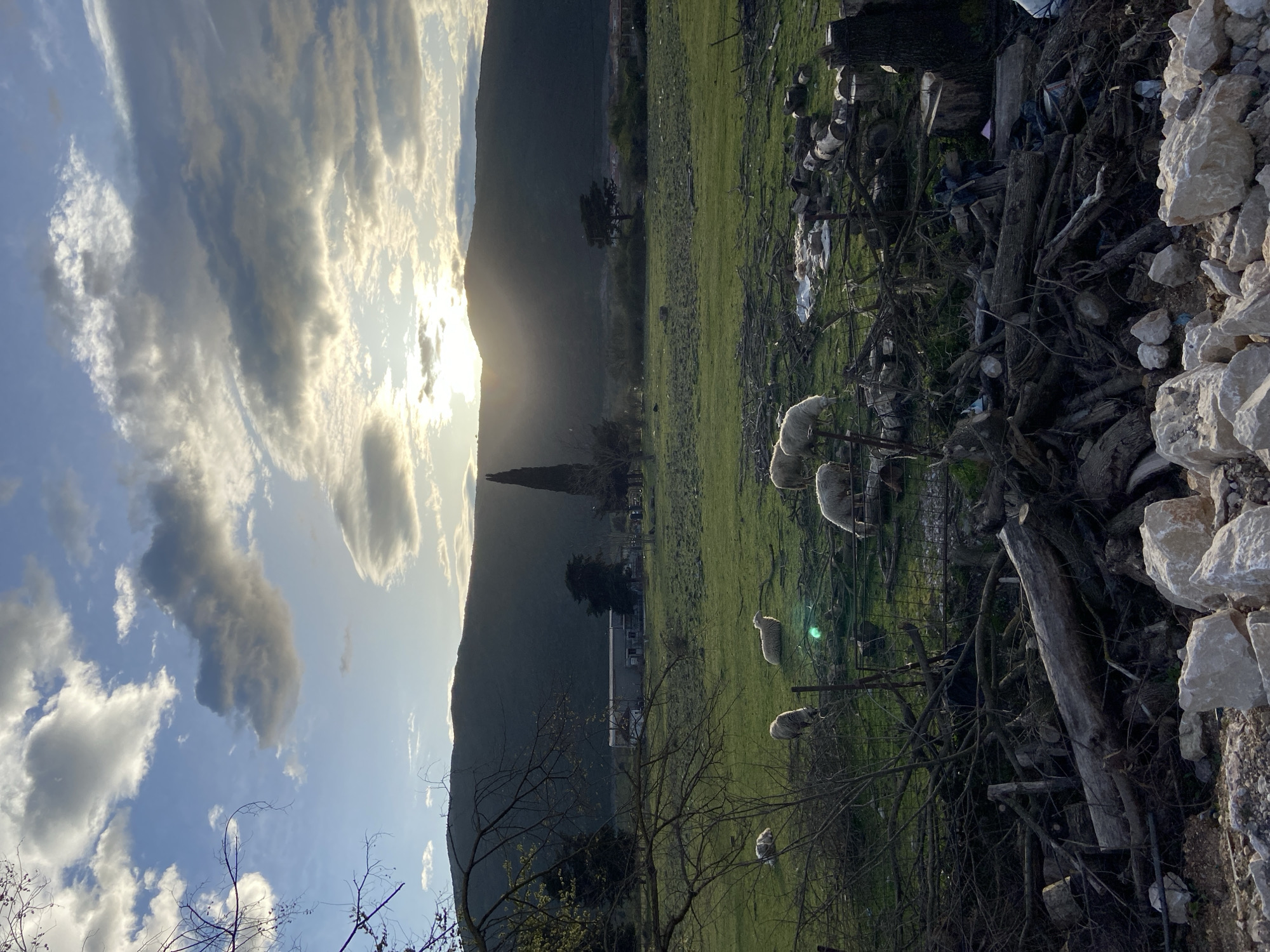 Sheep flocks graze in Montenegro countryside fields