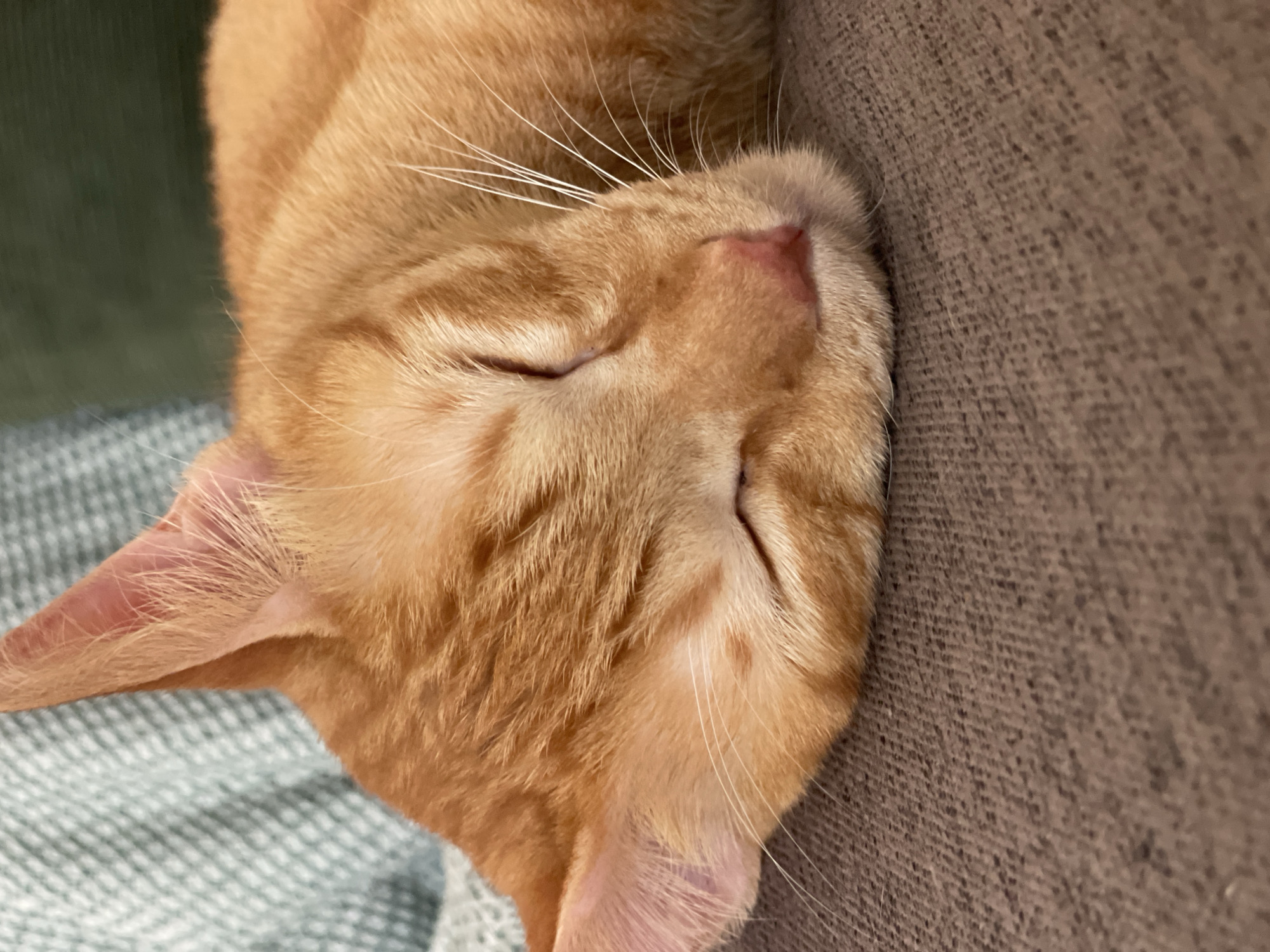 Domestic cats documented resting across Denpasar locations Sunday morning