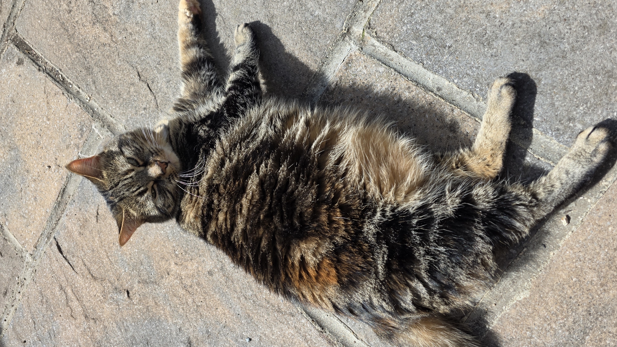 Cat and dachshund share peaceful moment on stone patio