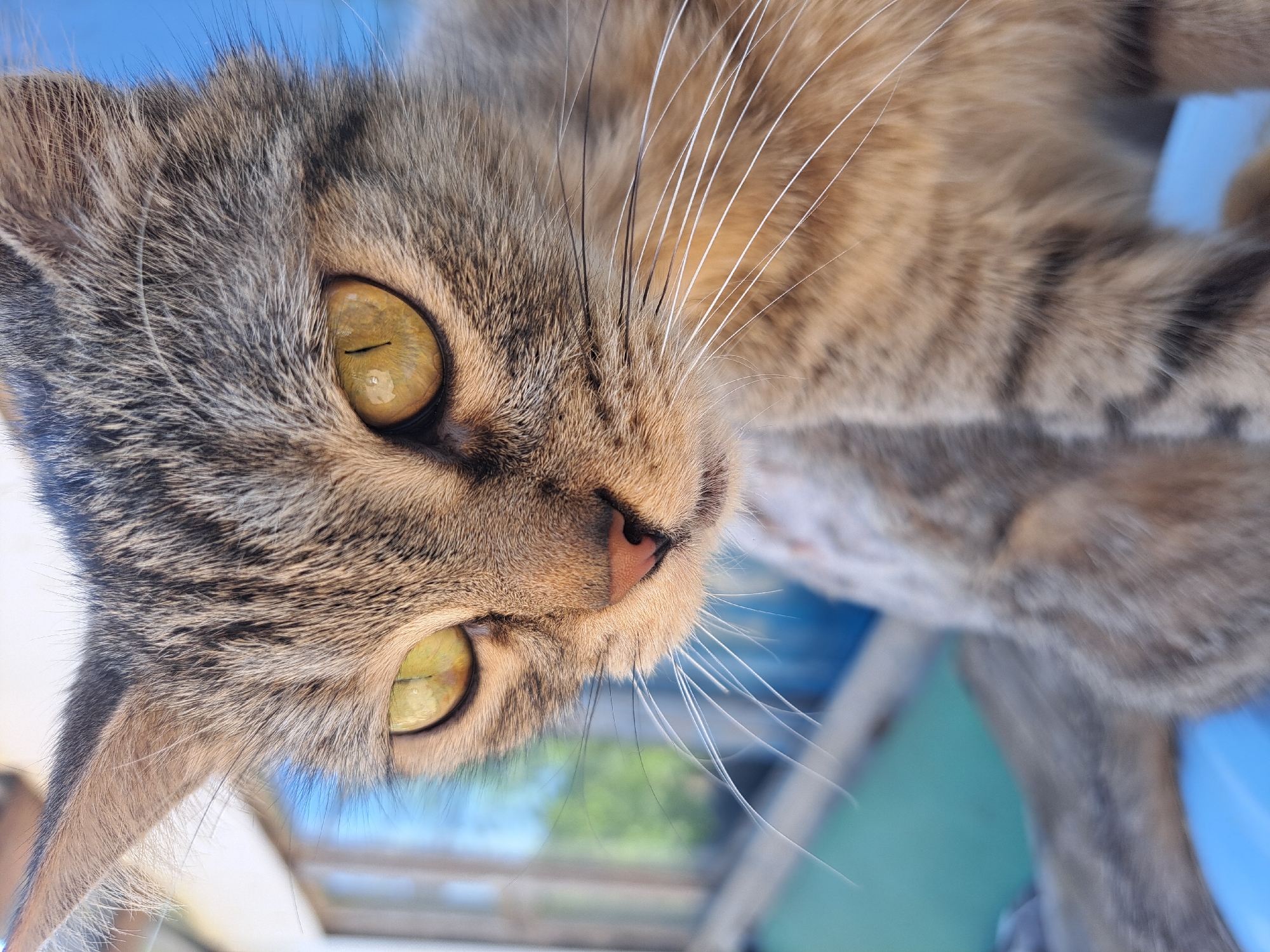 Lazy summer afternoon in Vypasne: cats, flowers, and fruit