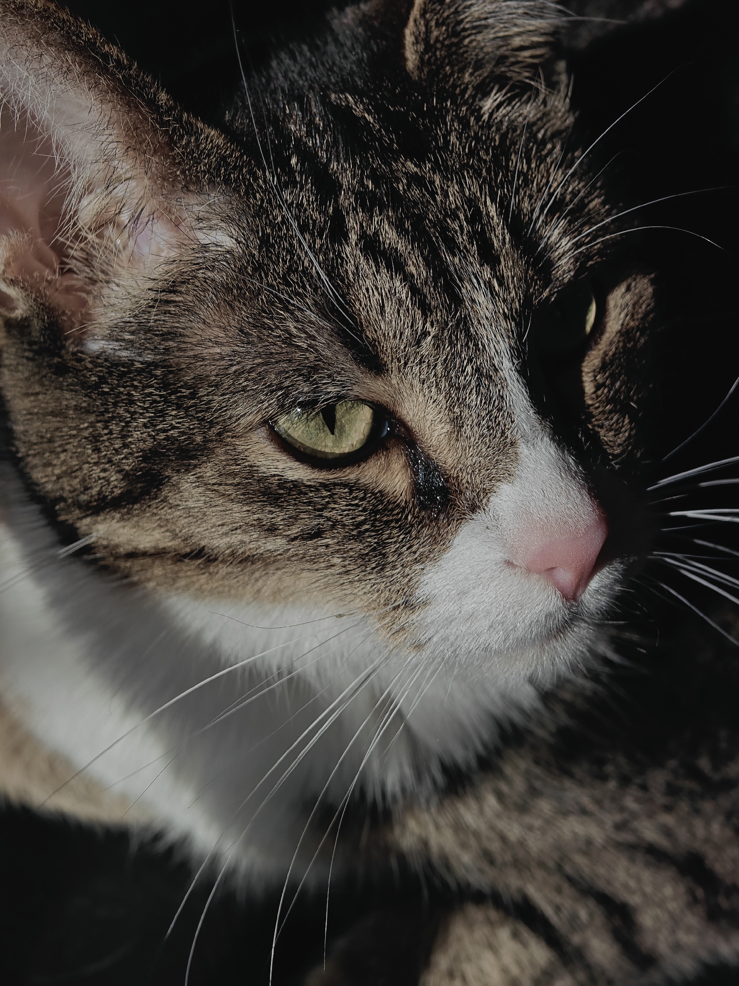 Tabby cat photographed in multiple poses in Shushary, Russia