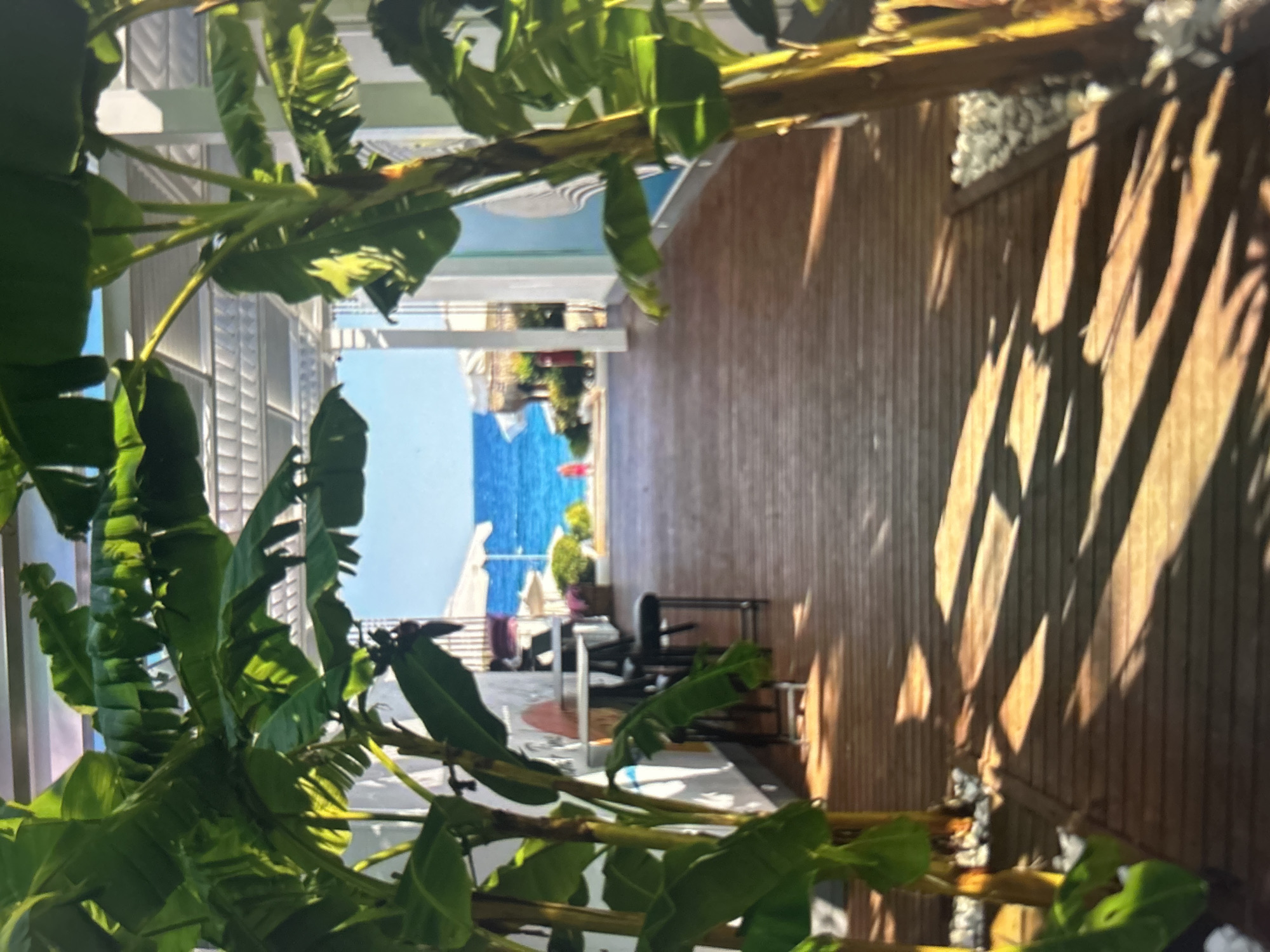 Dawn marina scene captured with tropical plants and docked vessels