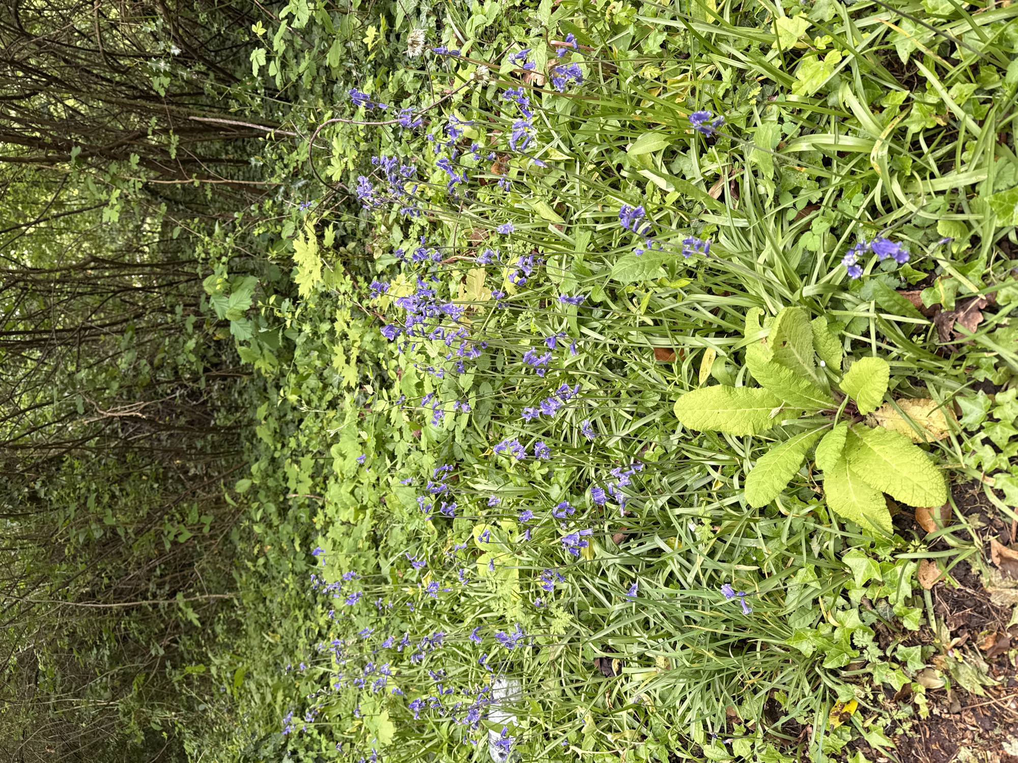 Spring blooms and community gathering observed in Milton Keynes