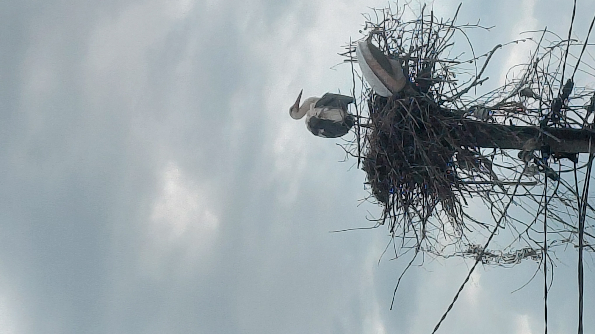 Storks observed nesting on utility pole infrastructure