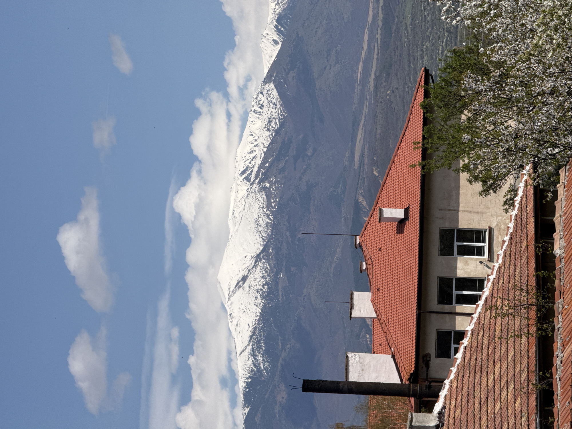 Spring blooms contrast with snowy peaks in Boboshevo, Bulgaria