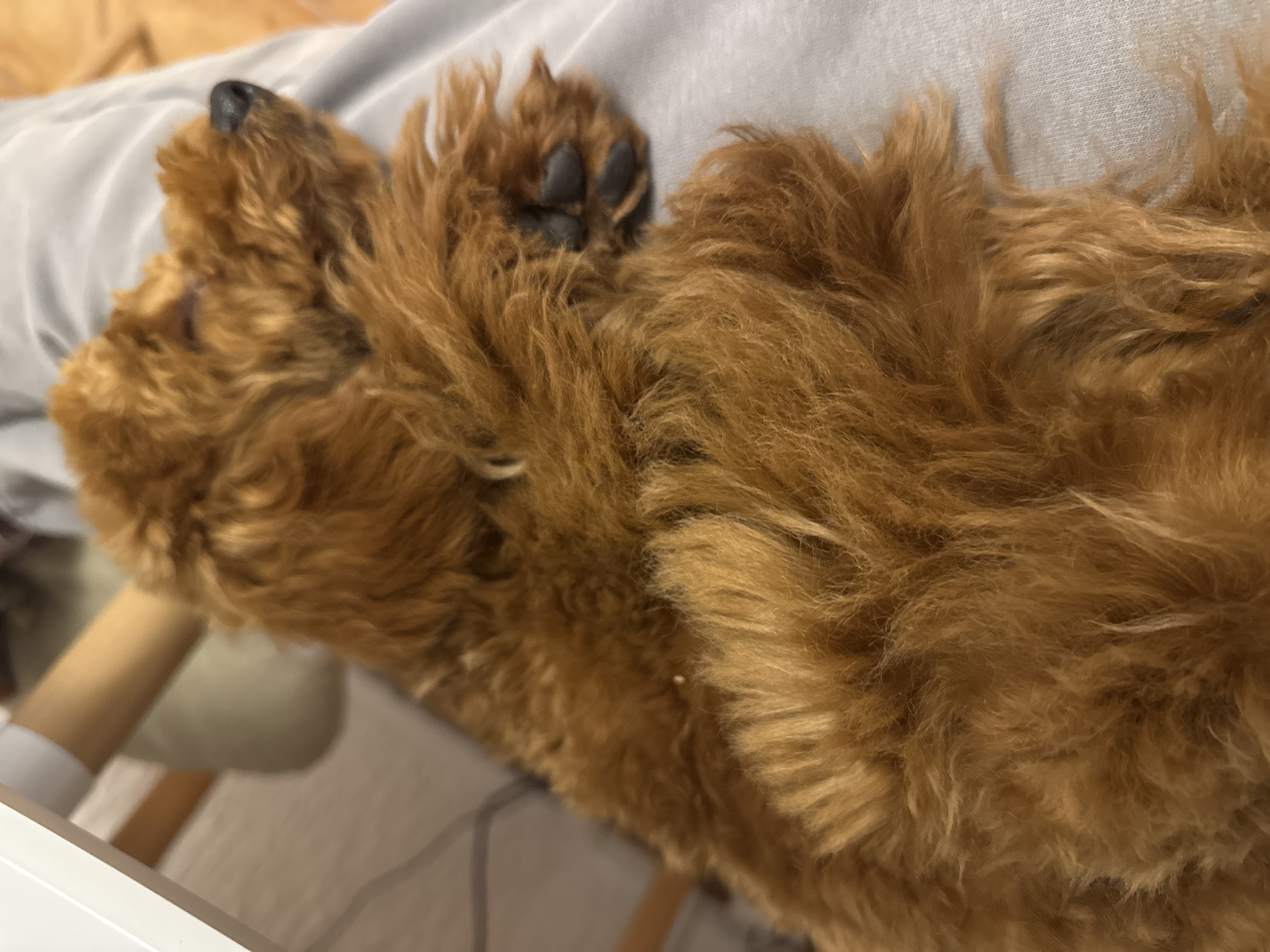 Curly-haired dog rests peacefully on owner's lap in Montenegro