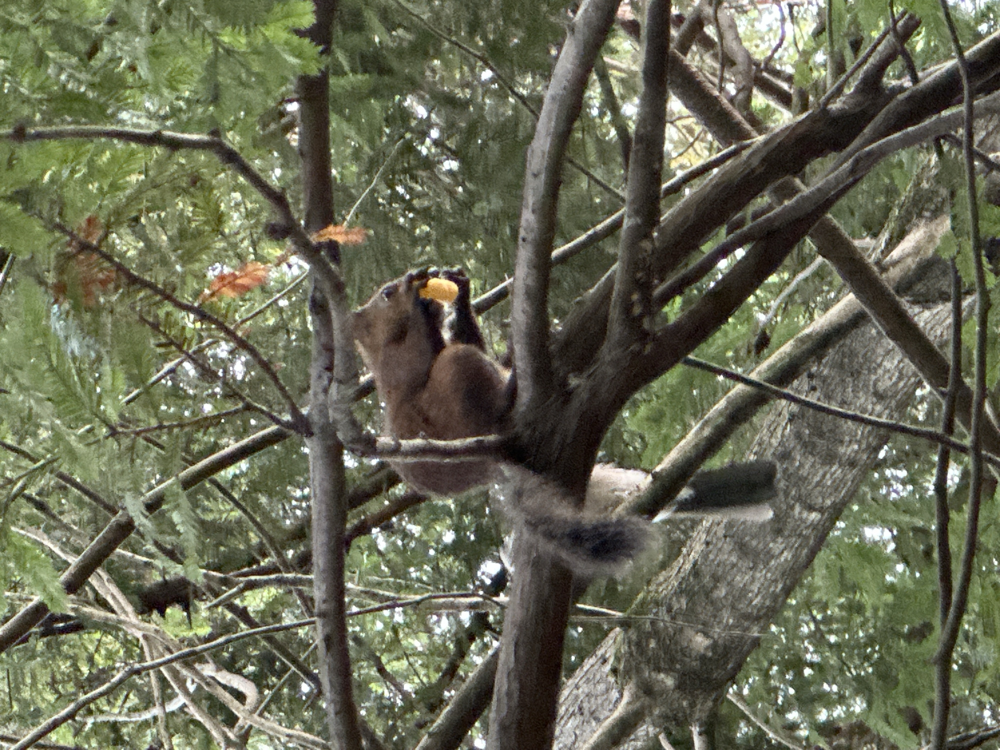 Wildlife and park scenery on a summer afternoon in Sochi