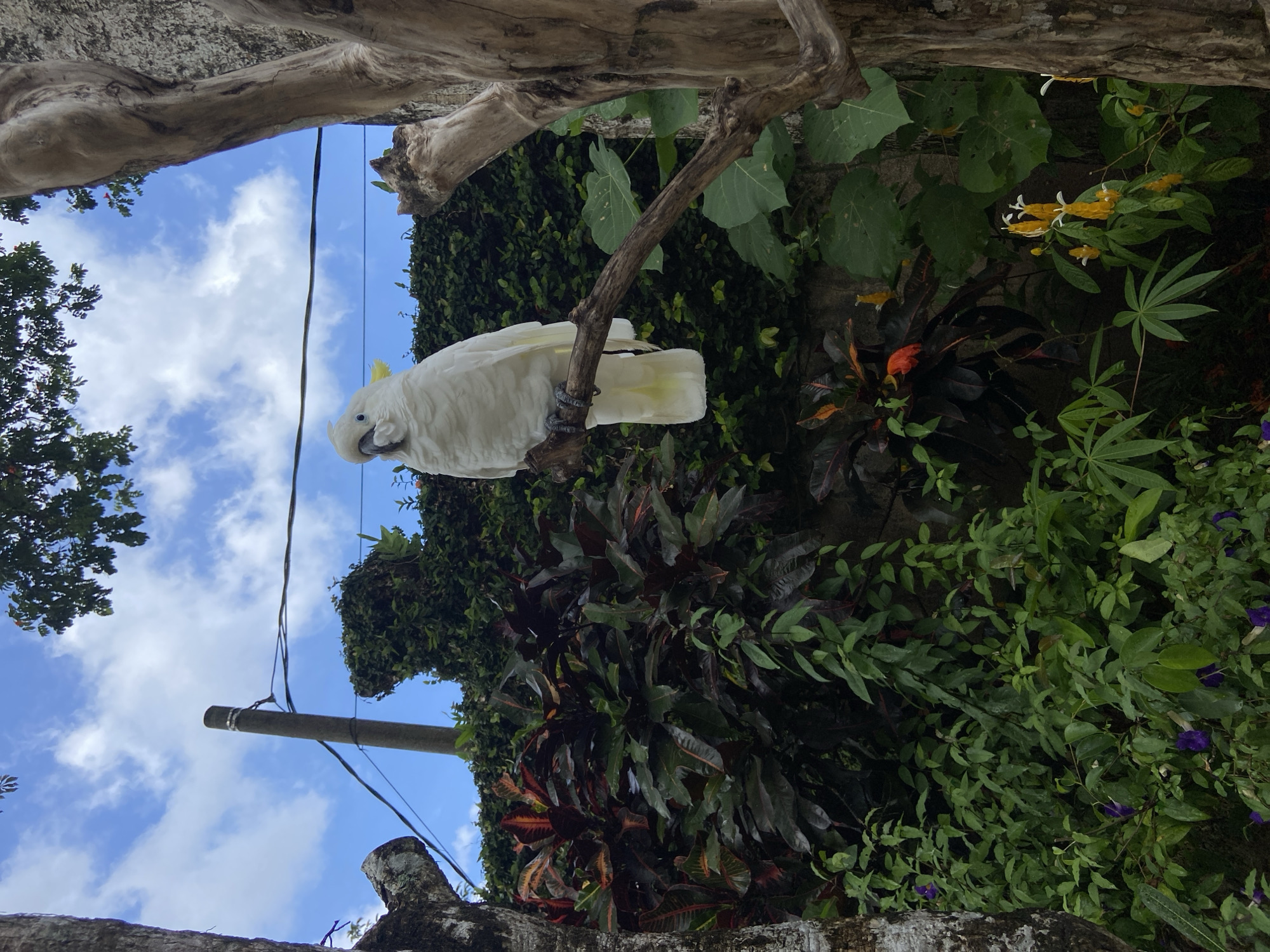 Wildlife and nature documented at Bali Zoo, Sukawati